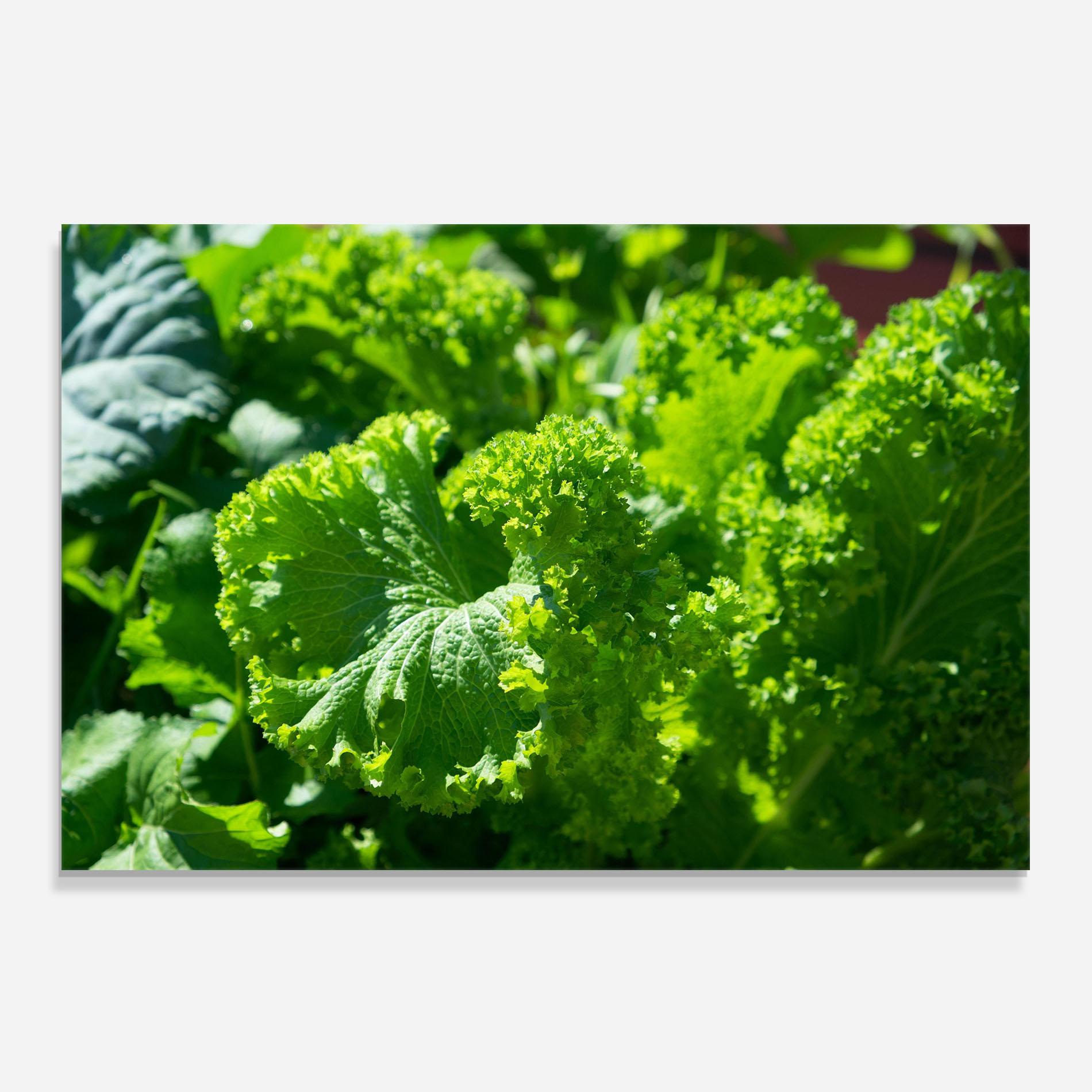 Panou Sticla Bucatarie Preetty Green Lettuce mockup 0