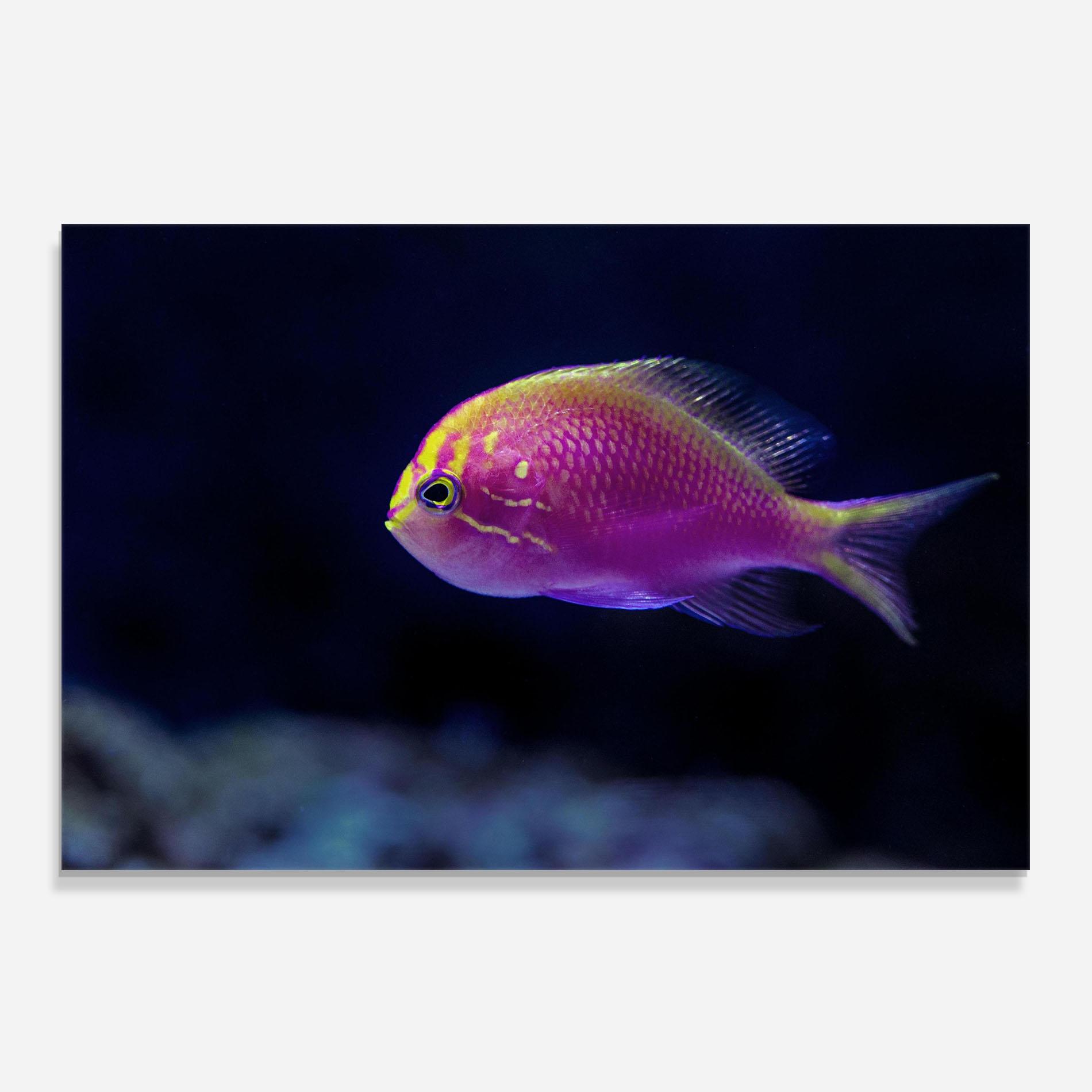 Panou Sticla Bucatarie Angry Pink Fish mockup 0