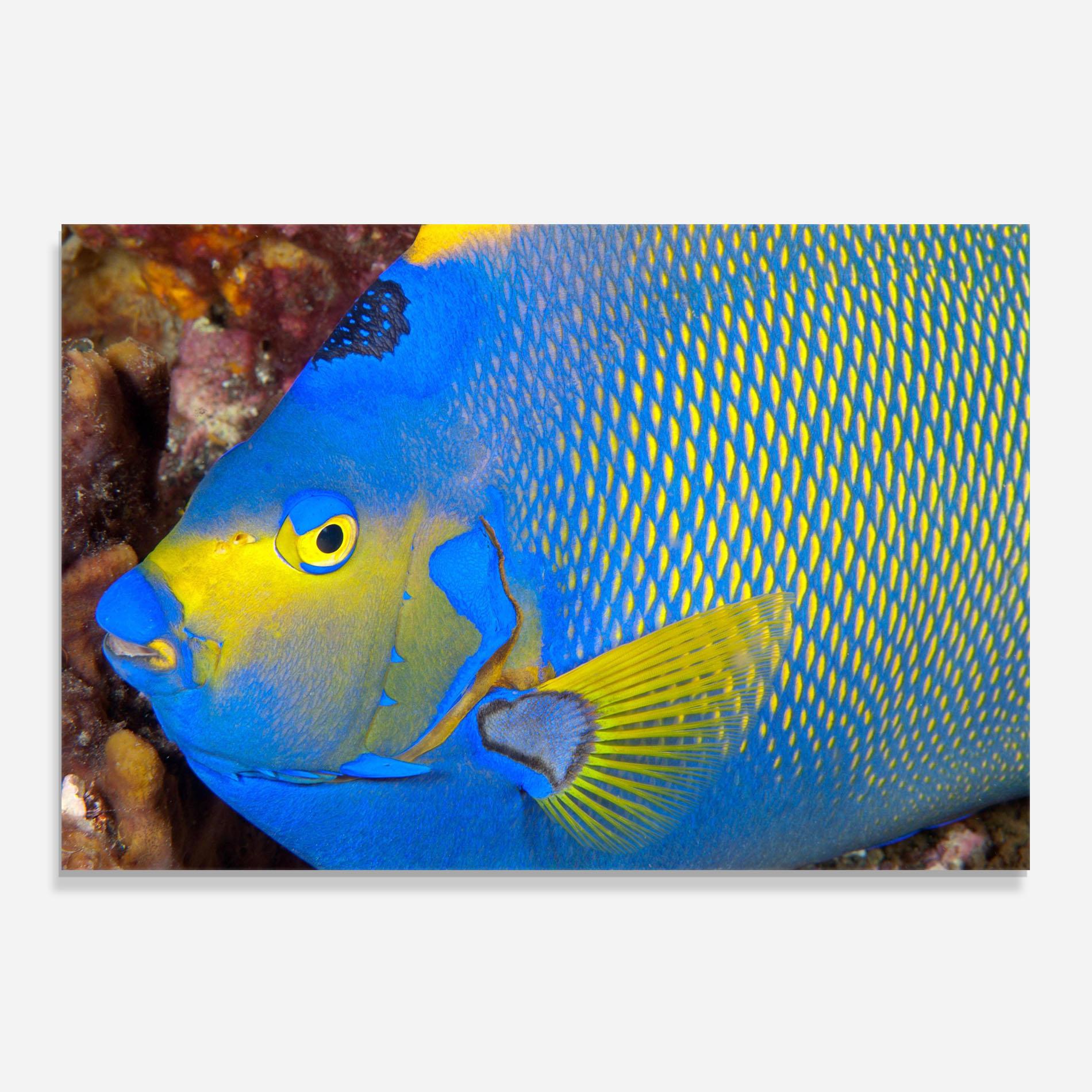Panou Sticla Bucatarie Blue Yellow Fish mockup 0