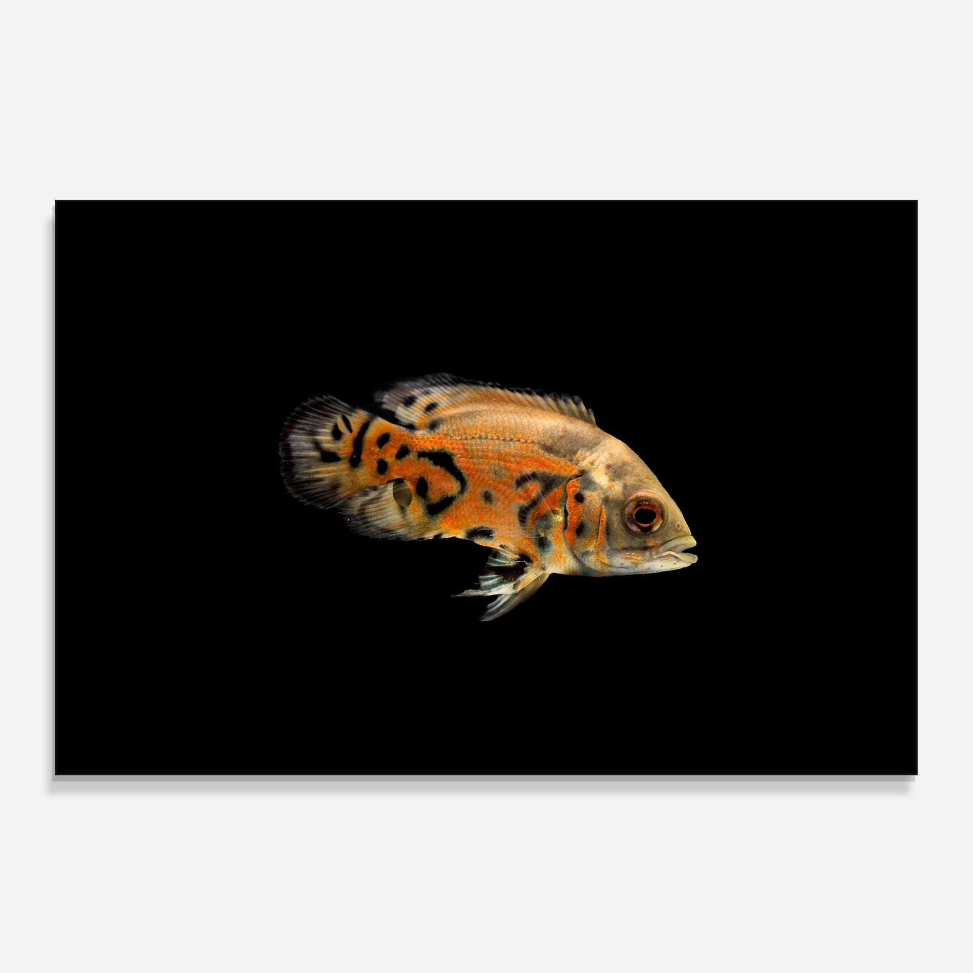 Panou Sticla Bucatarie Cute Brown Fish mockup 0
