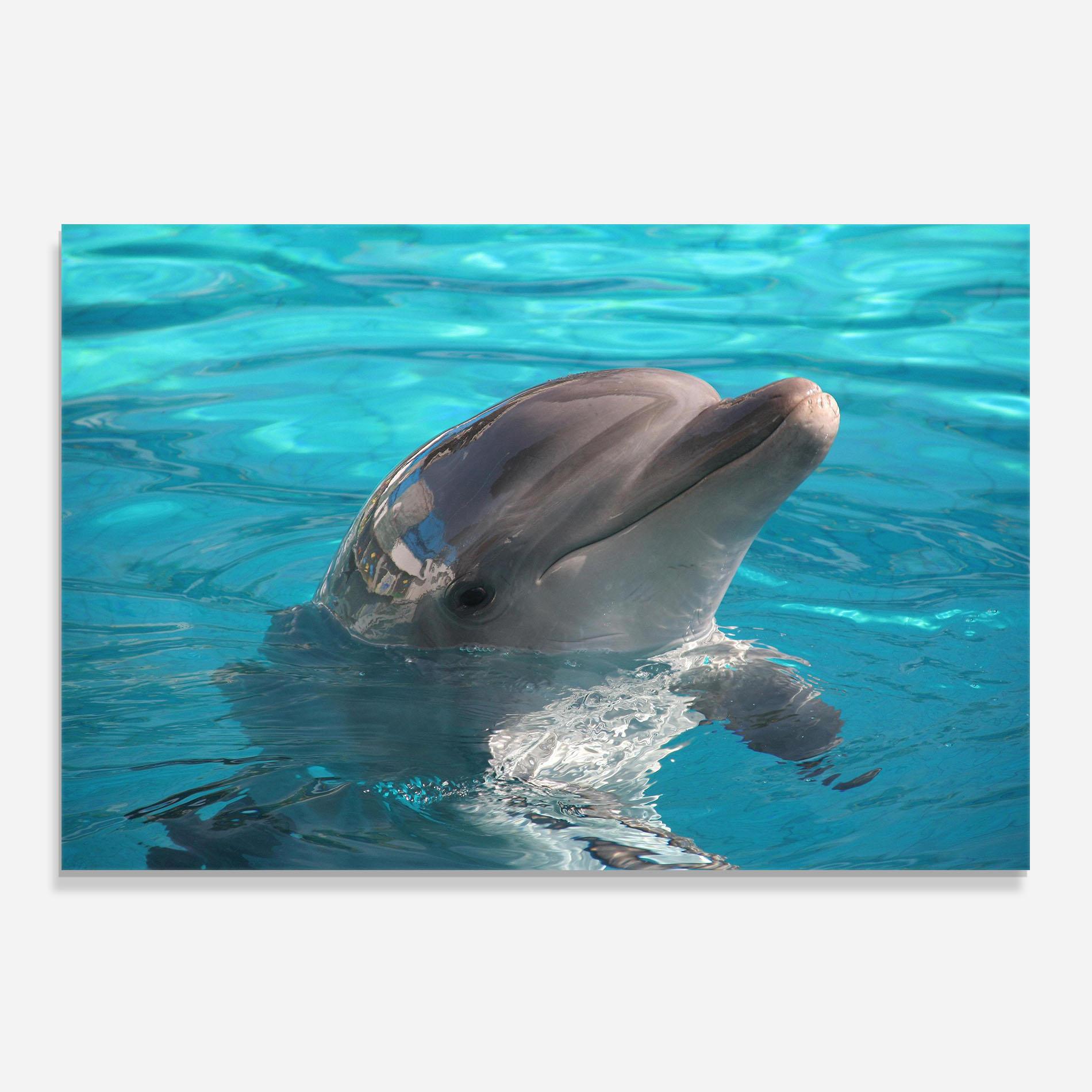 Panou Sticla Bucatarie Dolphin Poses mockup 0