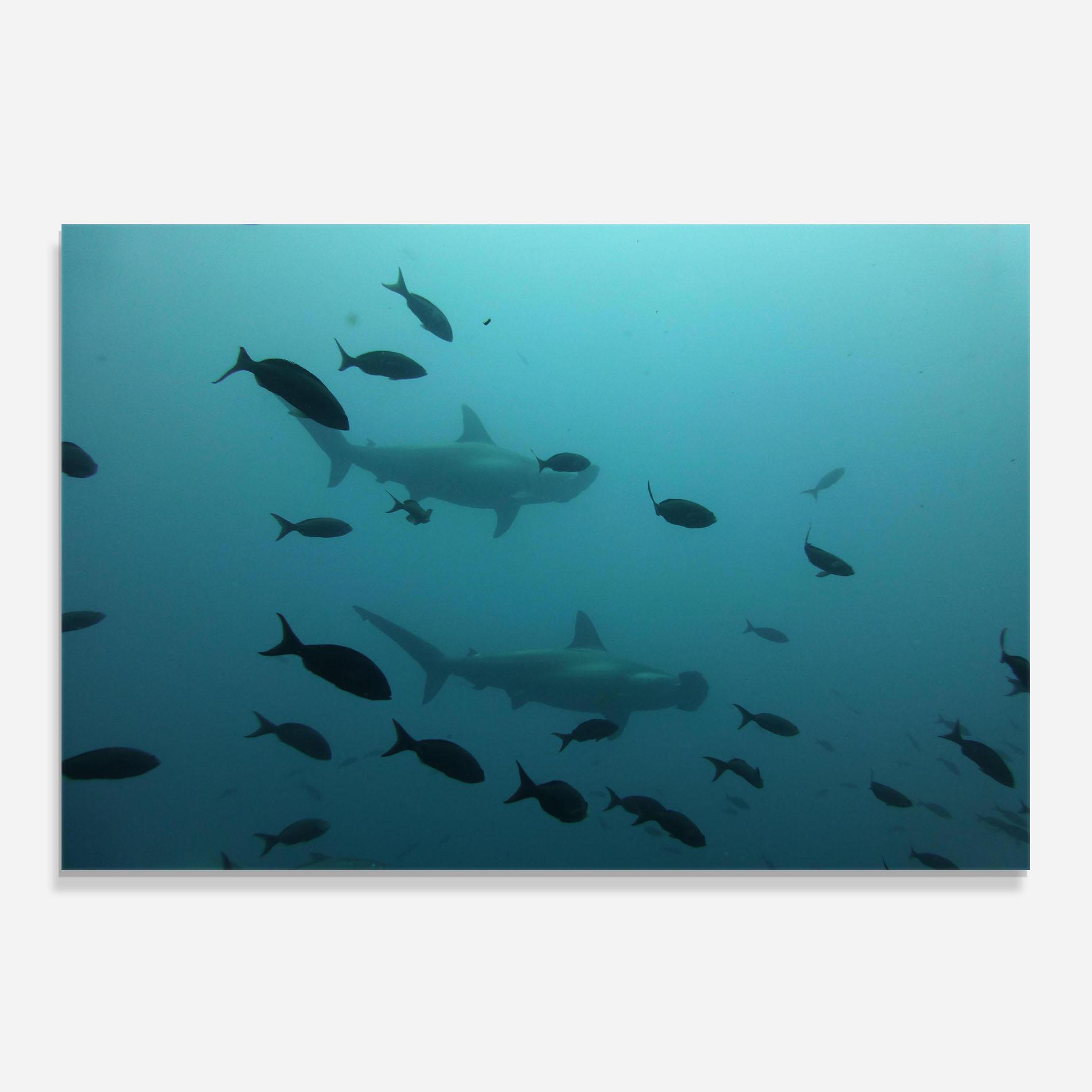 Panou Sticla Bucatarie Fish Shilouette mockup 0