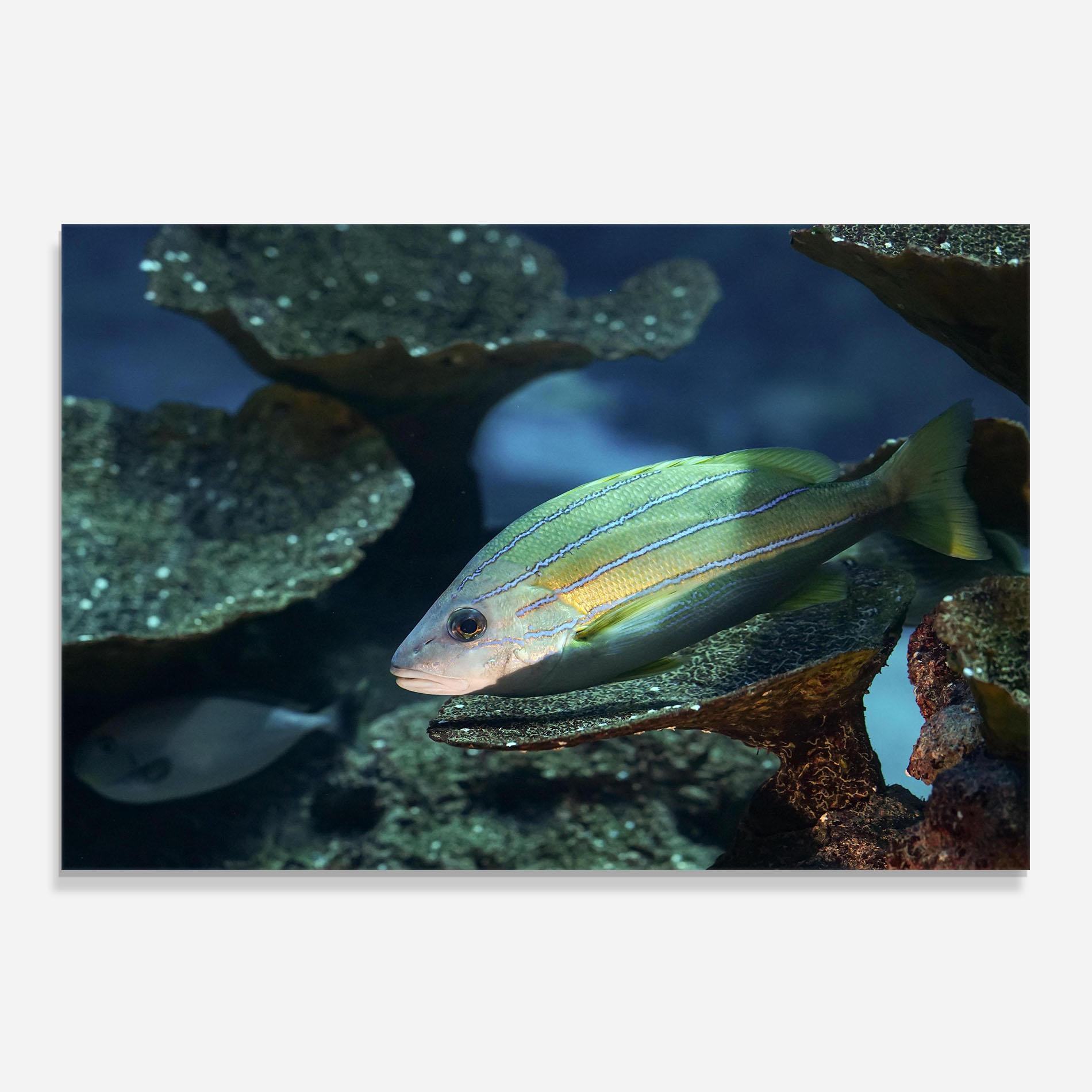 Panou Sticla Bucatarie Green Gold Fish mockup 0