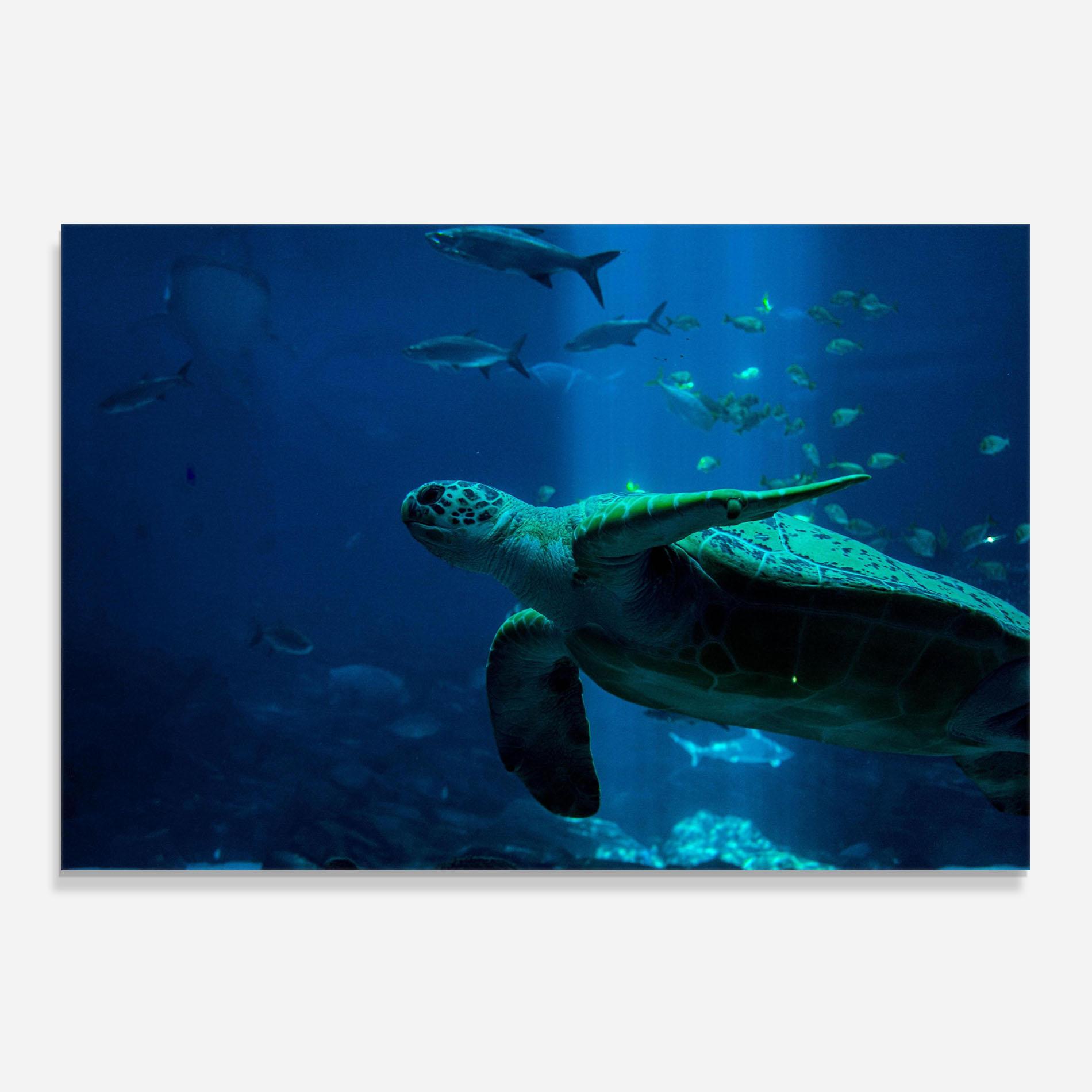 Panou Sticla Bucatarie Green Turtule mockup 0