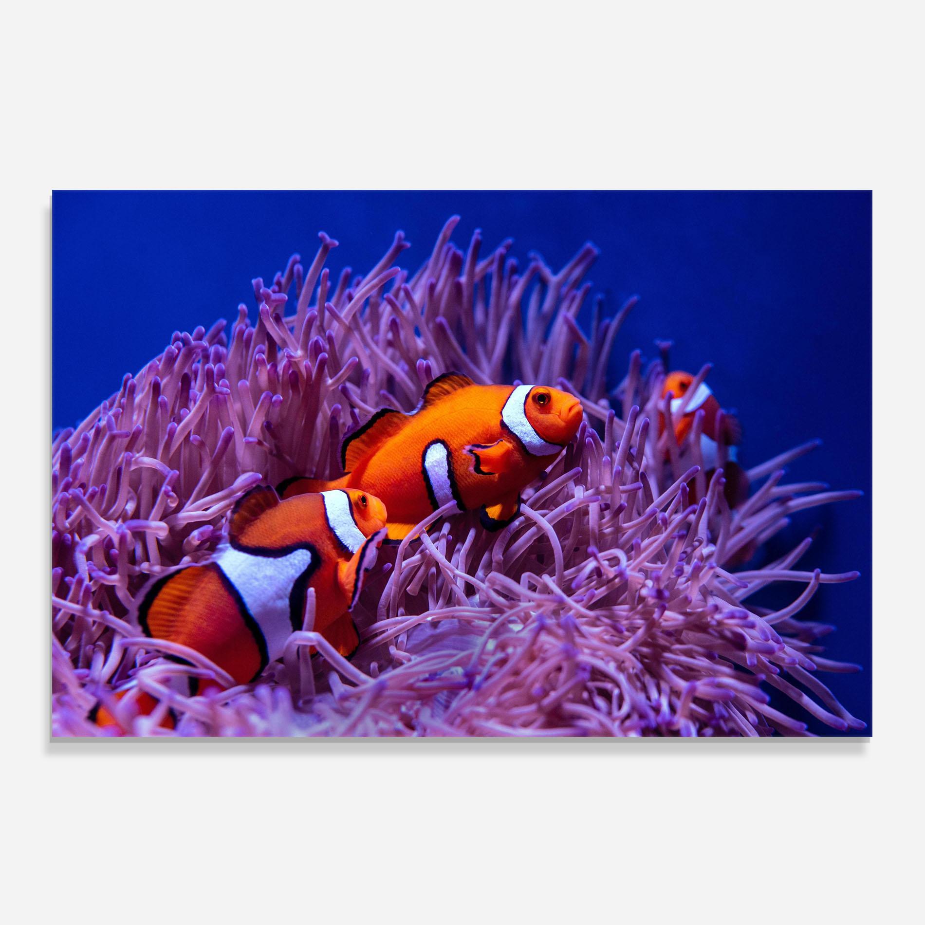 Panou Sticla Bucatarie Nemo Family mockup 0