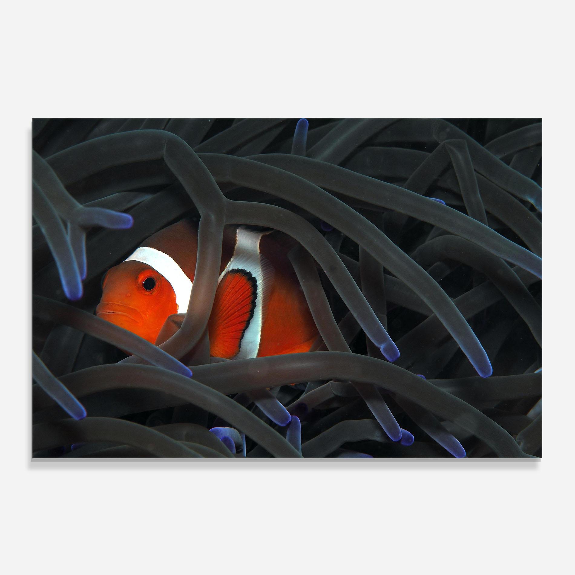 Panou Sticla Bucatarie Nemo Hiding mockup 0