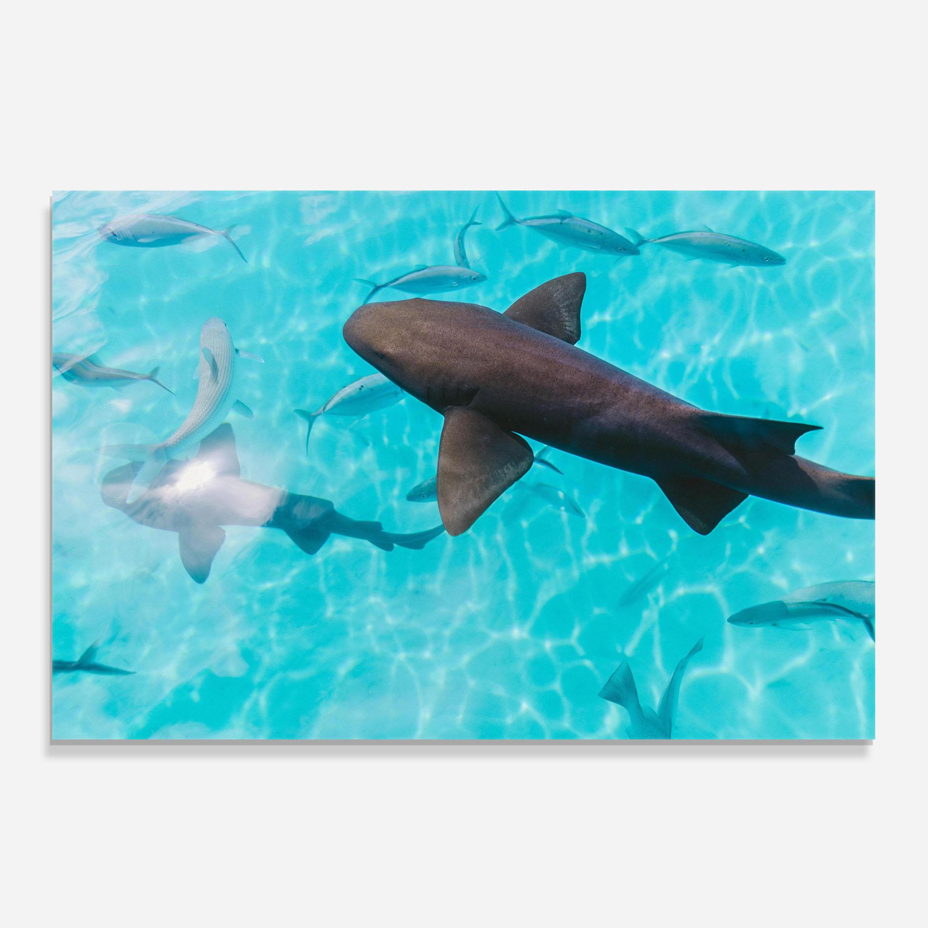 Panou Sticla Bucatarie Pretty Shark mockup 0