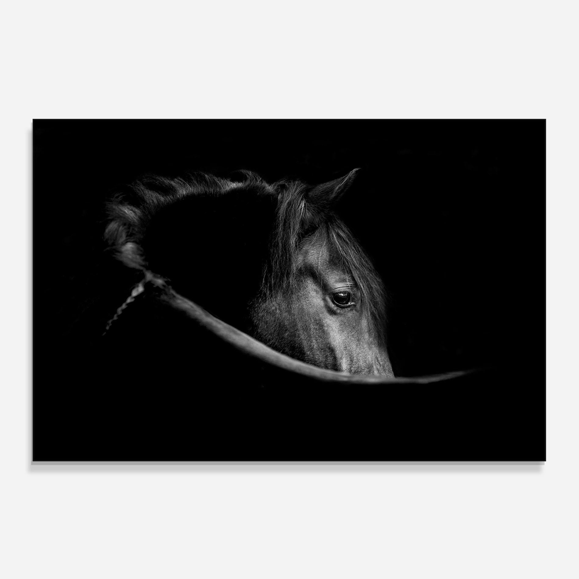 Panou Sticla Bucatarie Black Horse Looking mockup 0