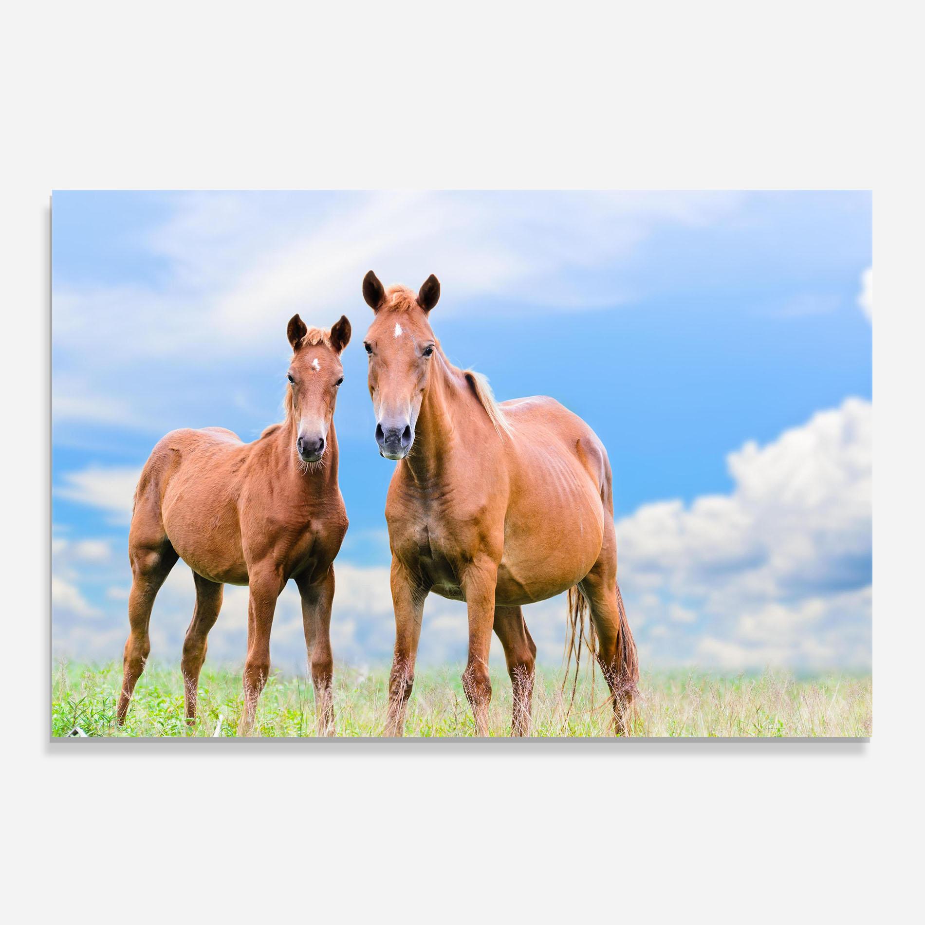 Panou Sticla Bucatarie Brown Horse Looking mockup 0