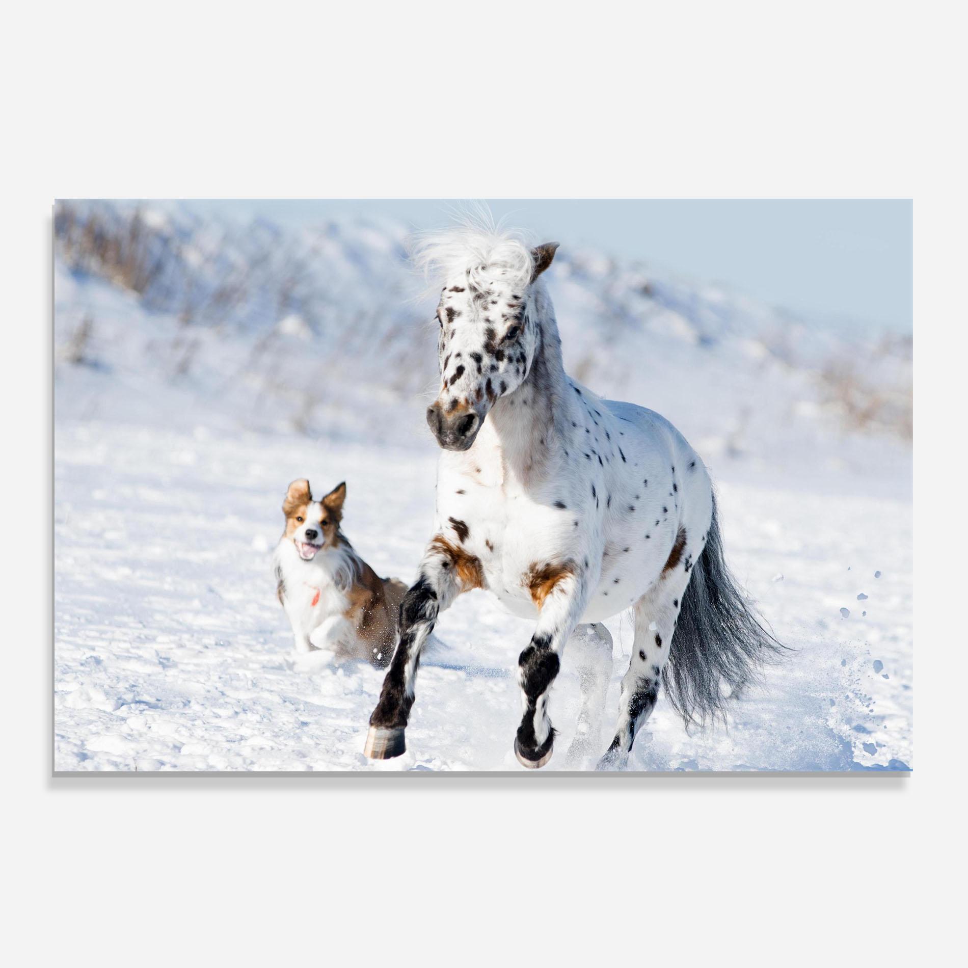 Panou Sticla Bucatarie Dog And Horse Running mockup 0