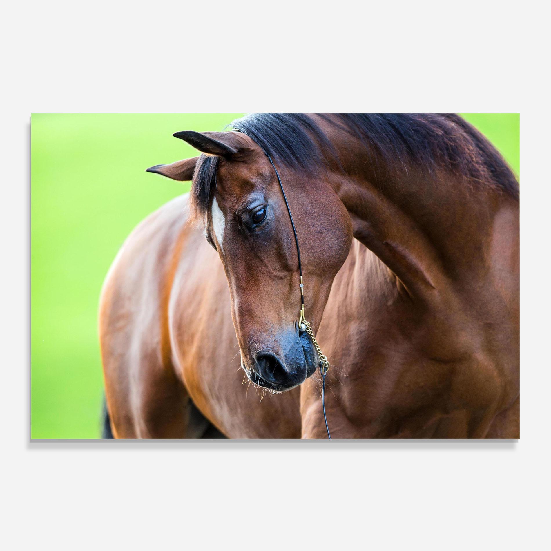 Panou Sticla Bucatarie Horse Head Portrait mockup 0