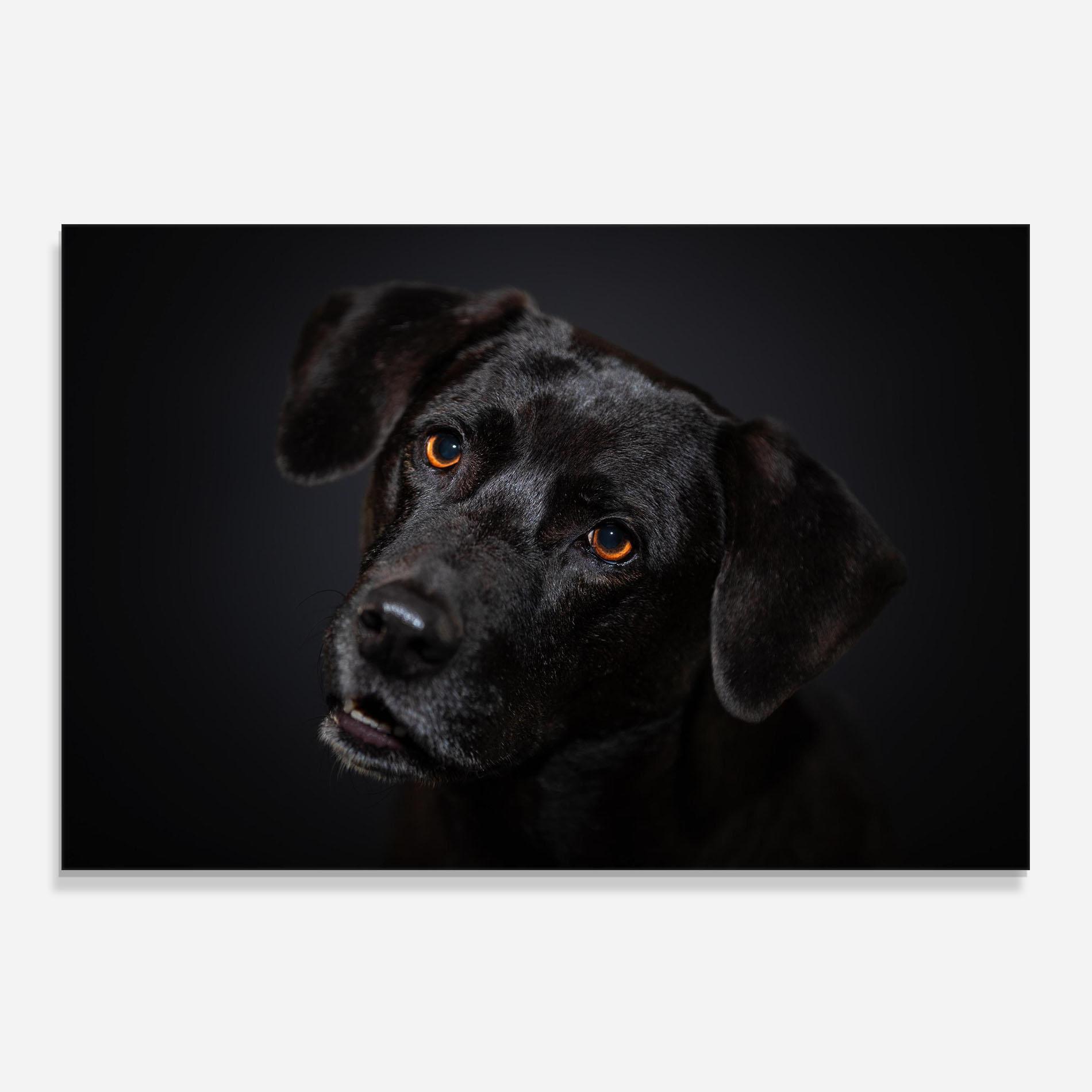 Panou Sticla Bucatarie Black Dog Portrait mockup 0
