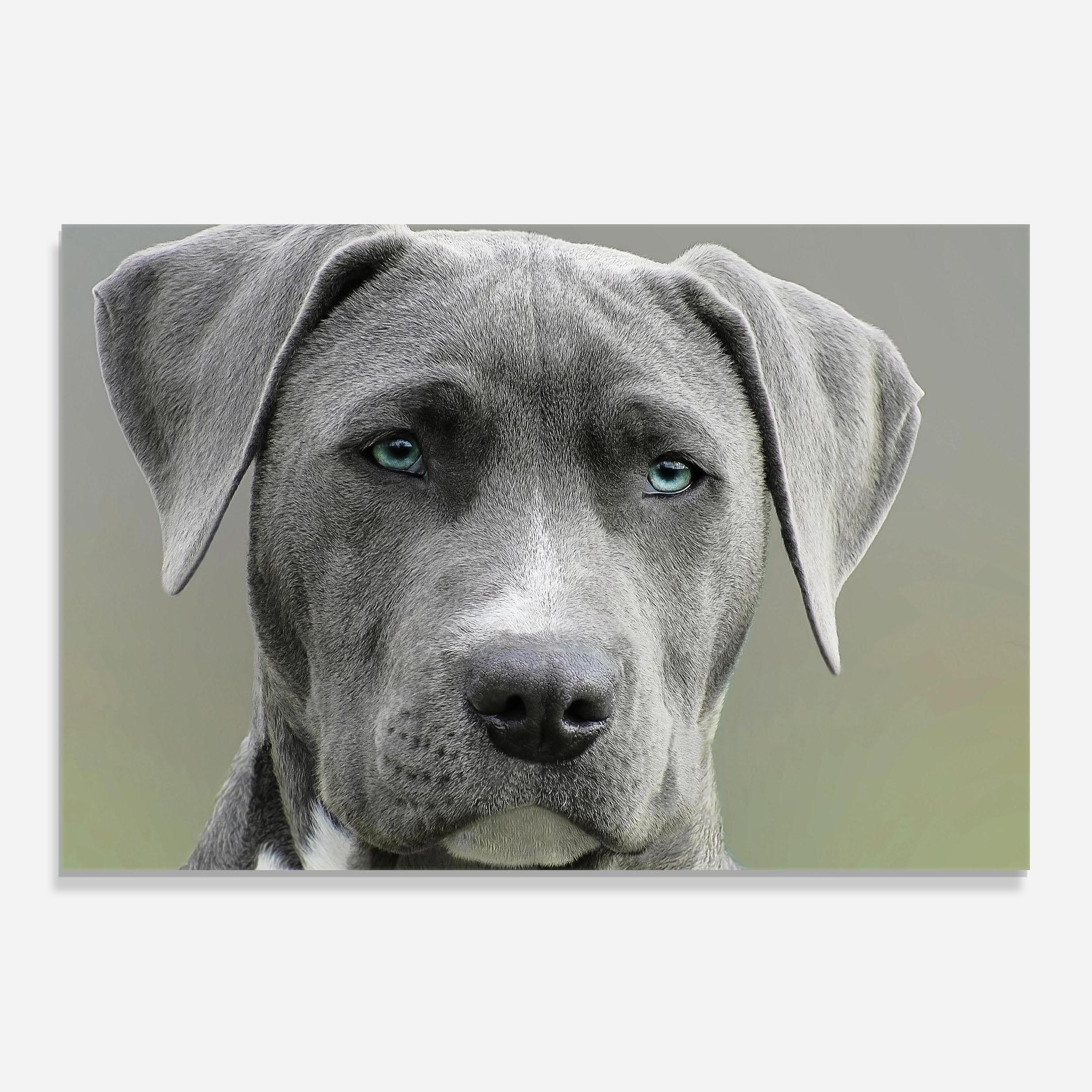 Panou Sticla Bucatarie Blue Eyes Dog mockup 0