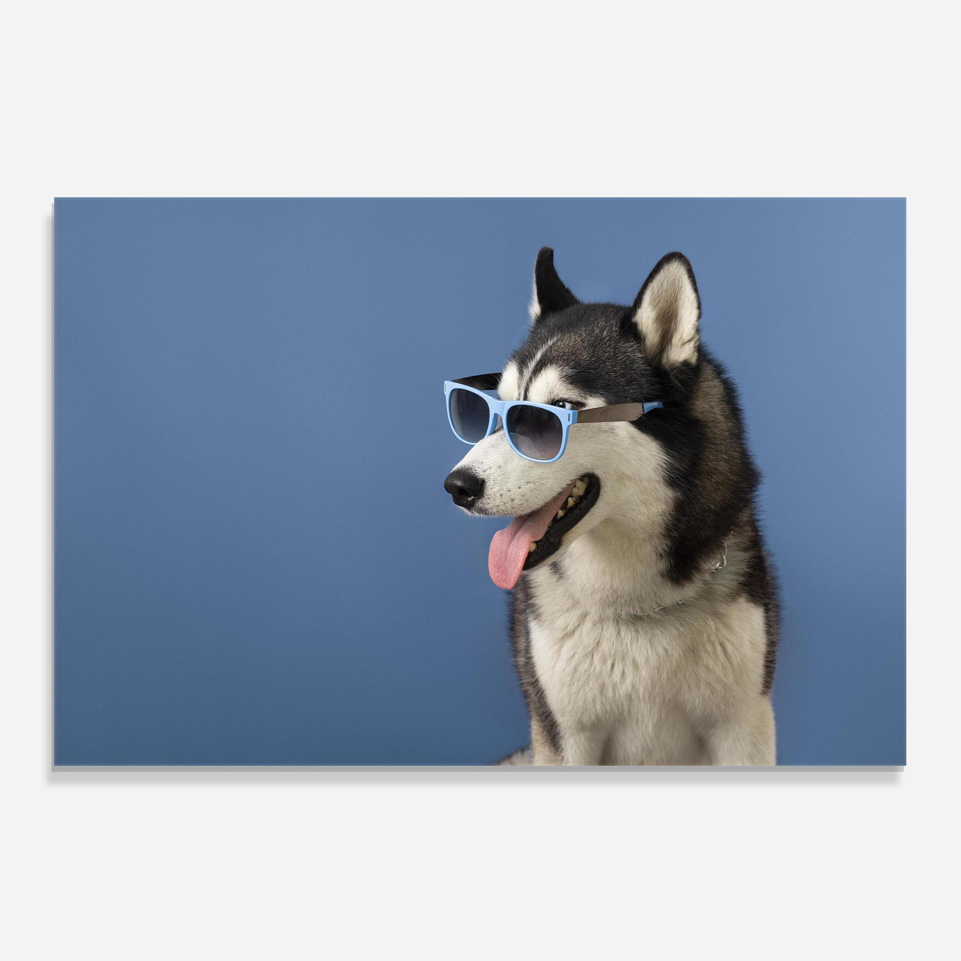 Panou Sticla Bucatarie Blue Glasses Dog mockup 0