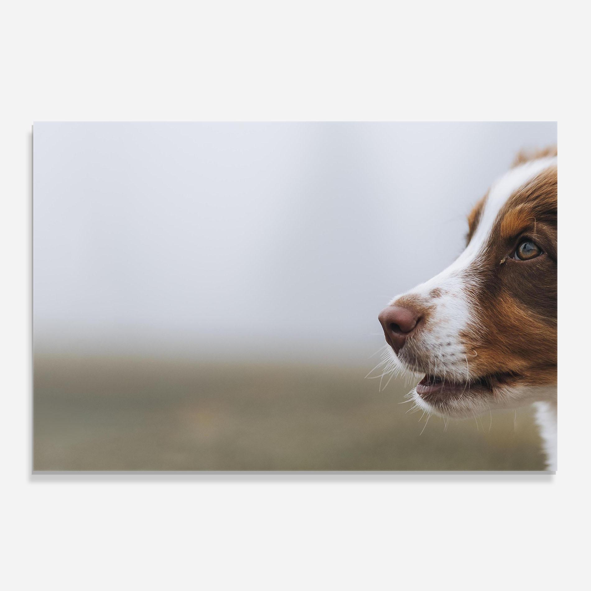 Panou Sticla Bucatarie Brown White Dog mockup 0