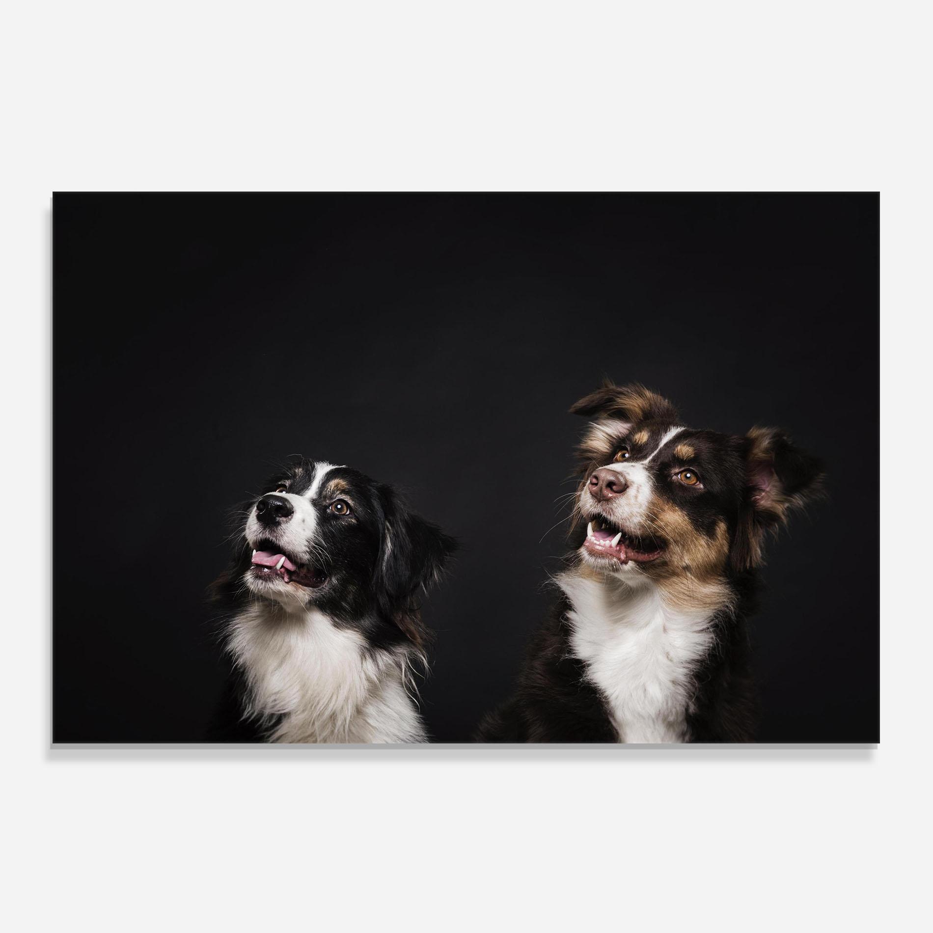 Panou Sticla Bucatarie Cute Dogs Standing mockup 0