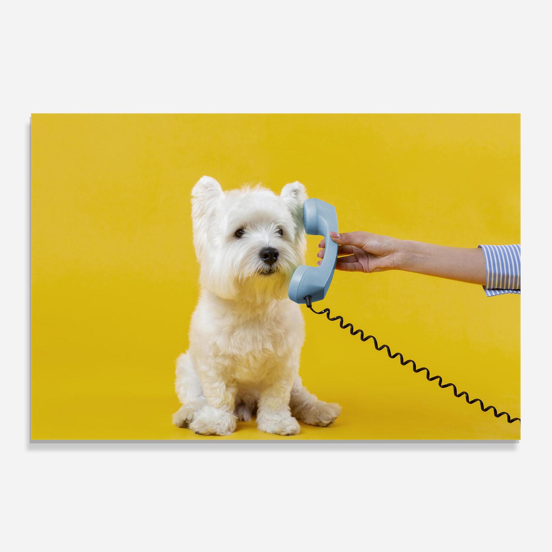 Panou Sticla Bucatarie Cute Little Dog mockup 0