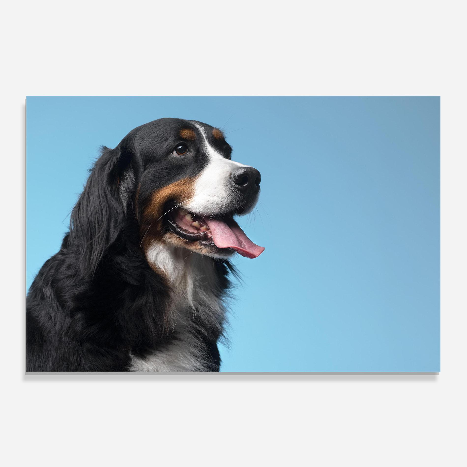 Panou Sticla Bucatarie Dog On Blue mockup 0