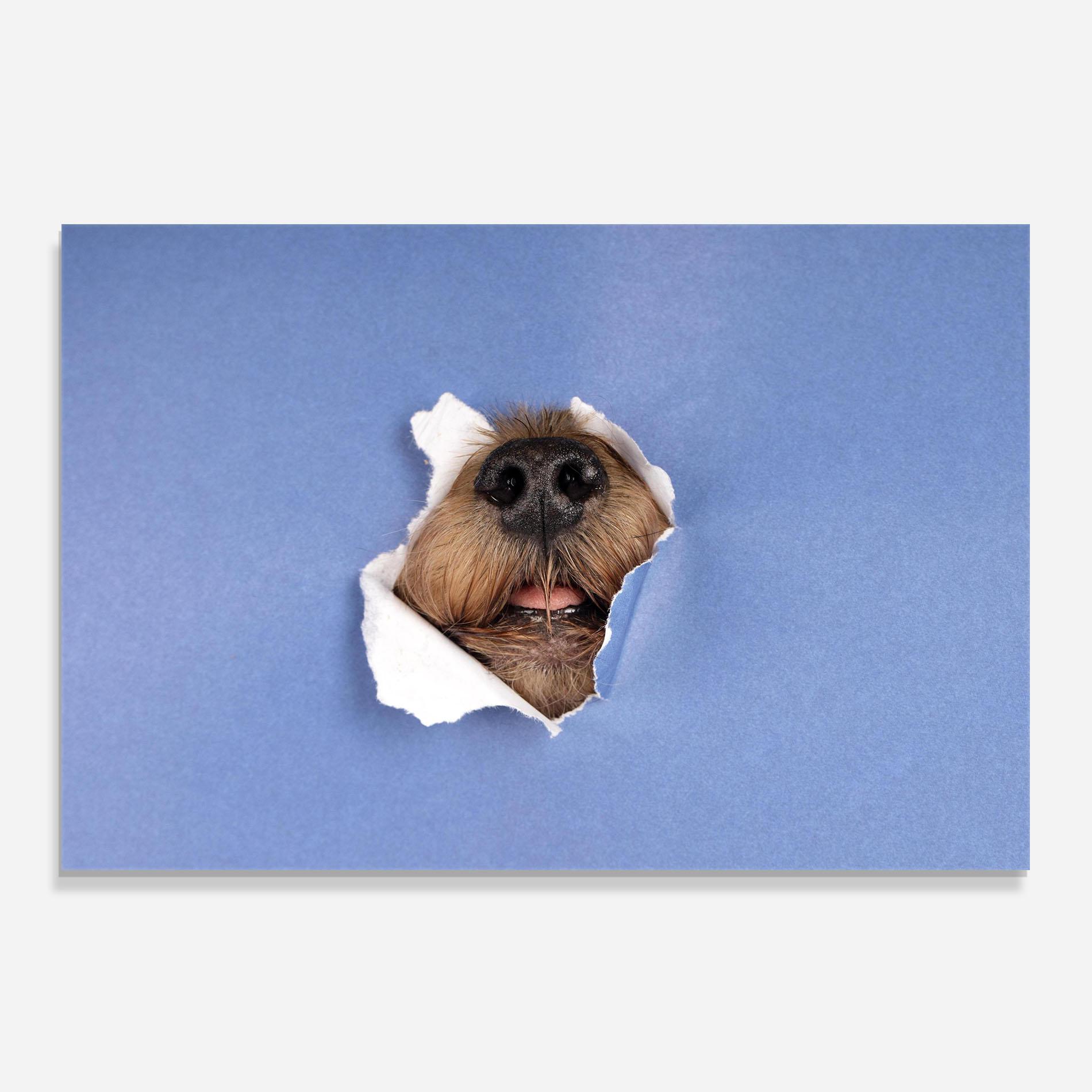 Panou Sticla Bucatarie Dog Small Nose mockup 0