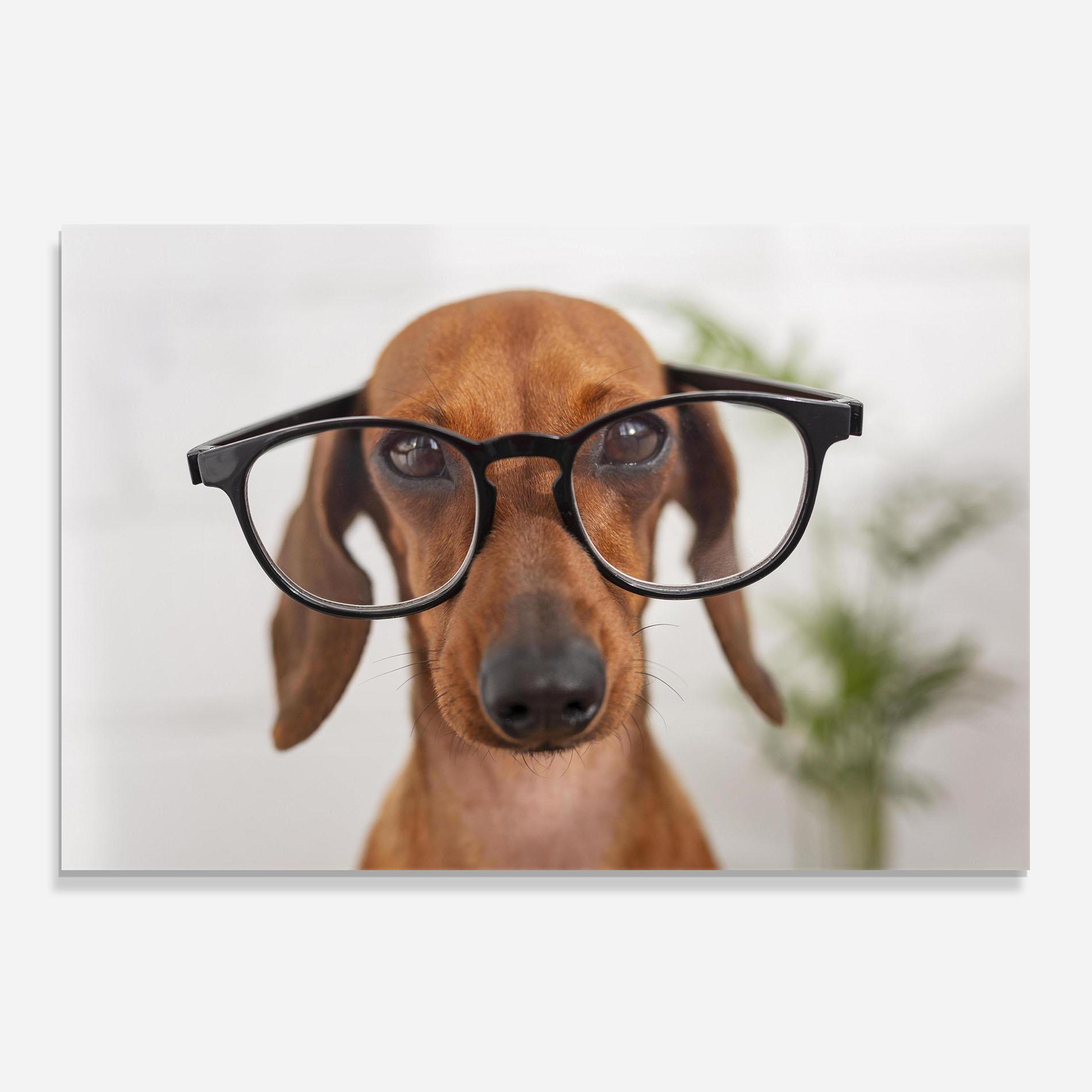 Panou Sticla Bucatarie Dog Wearing Glasses mockup 0
