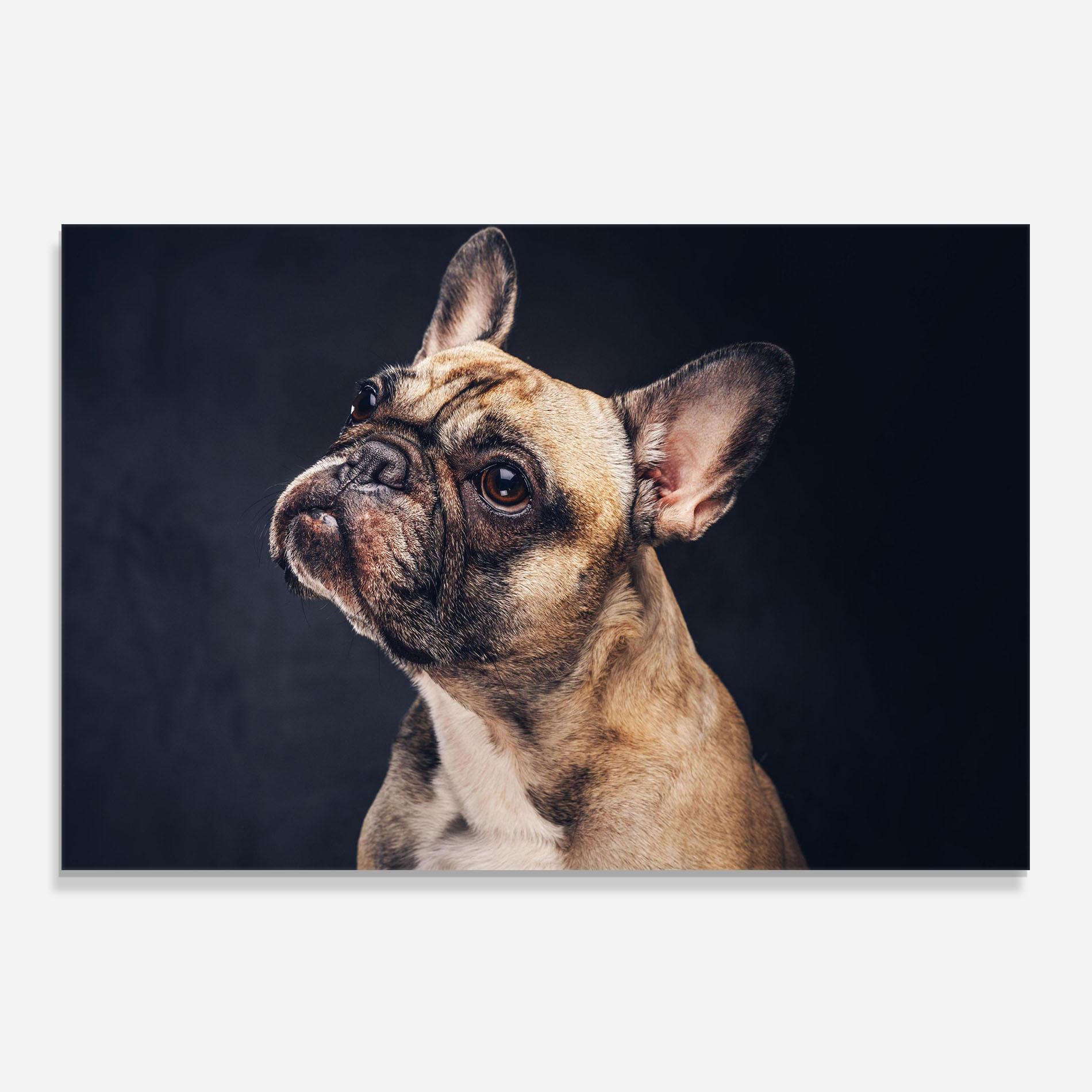 Panou Sticla Bucatarie Funny Face Dog mockup 0