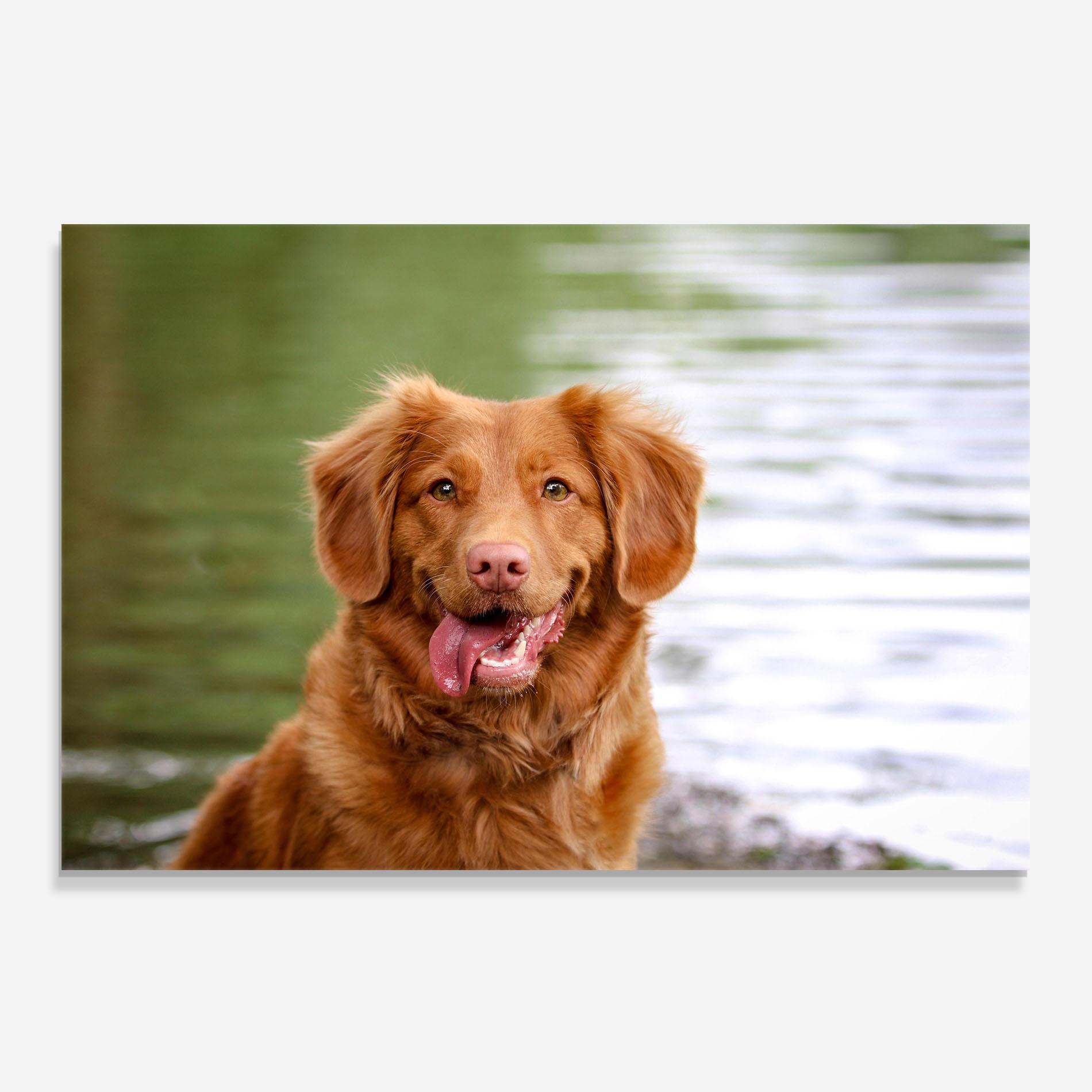 Panou Sticla Bucatarie Gren Water Dog mockup 0