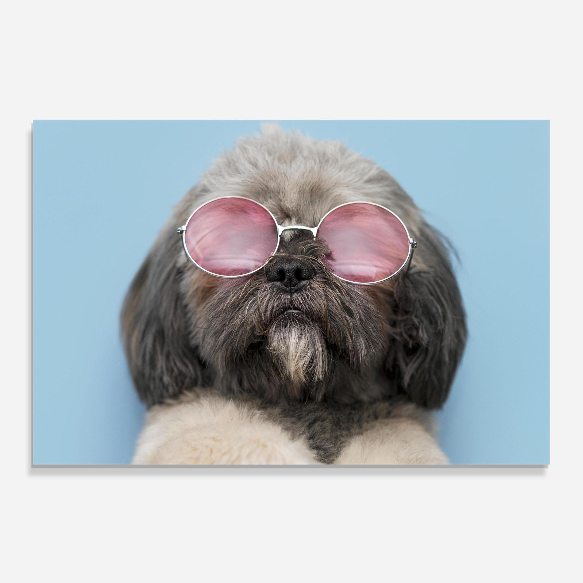 Panou Sticla Bucatarie Grey Dog On Blue mockup 0