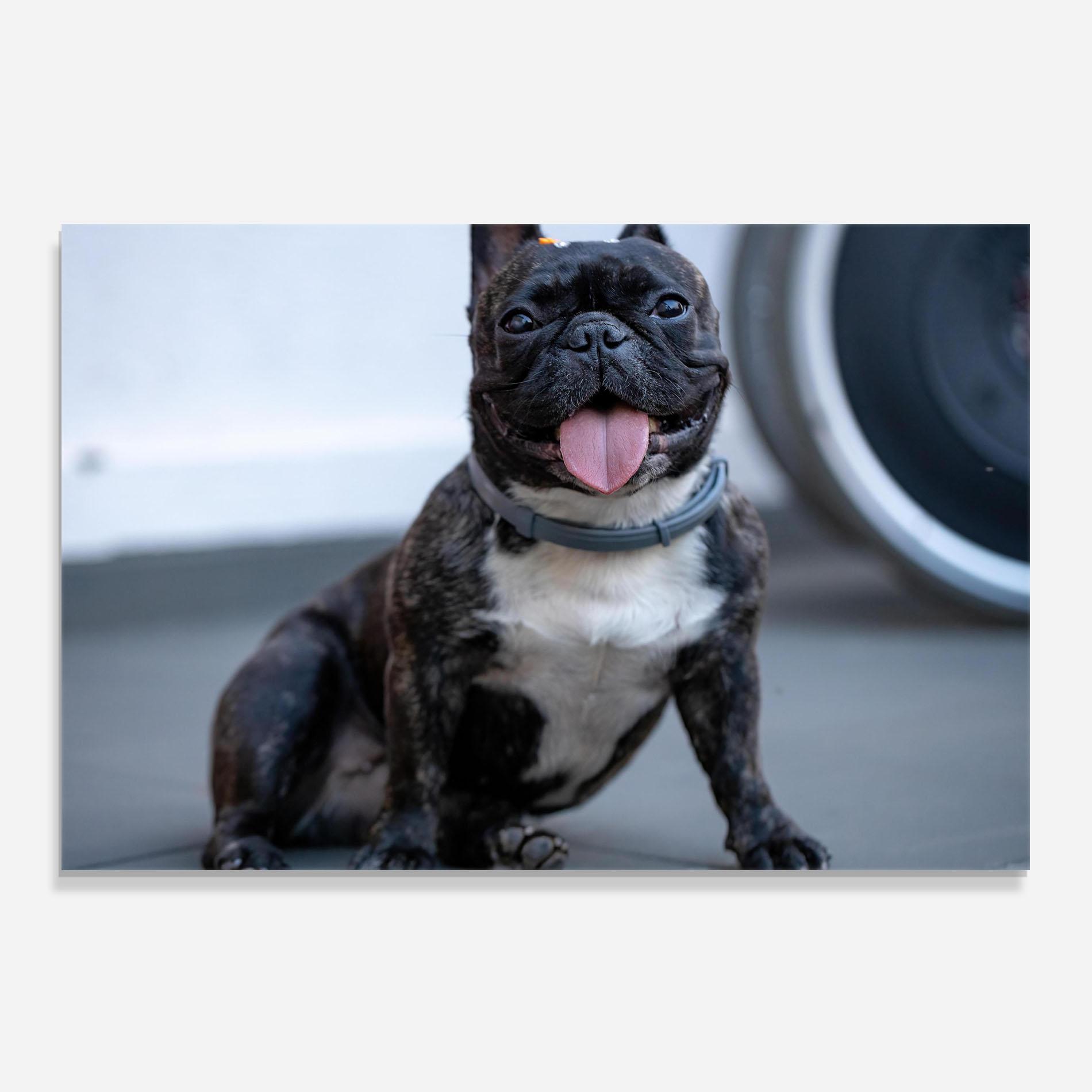 Panou Sticla Bucatarie Happy Black Dog mockup 0