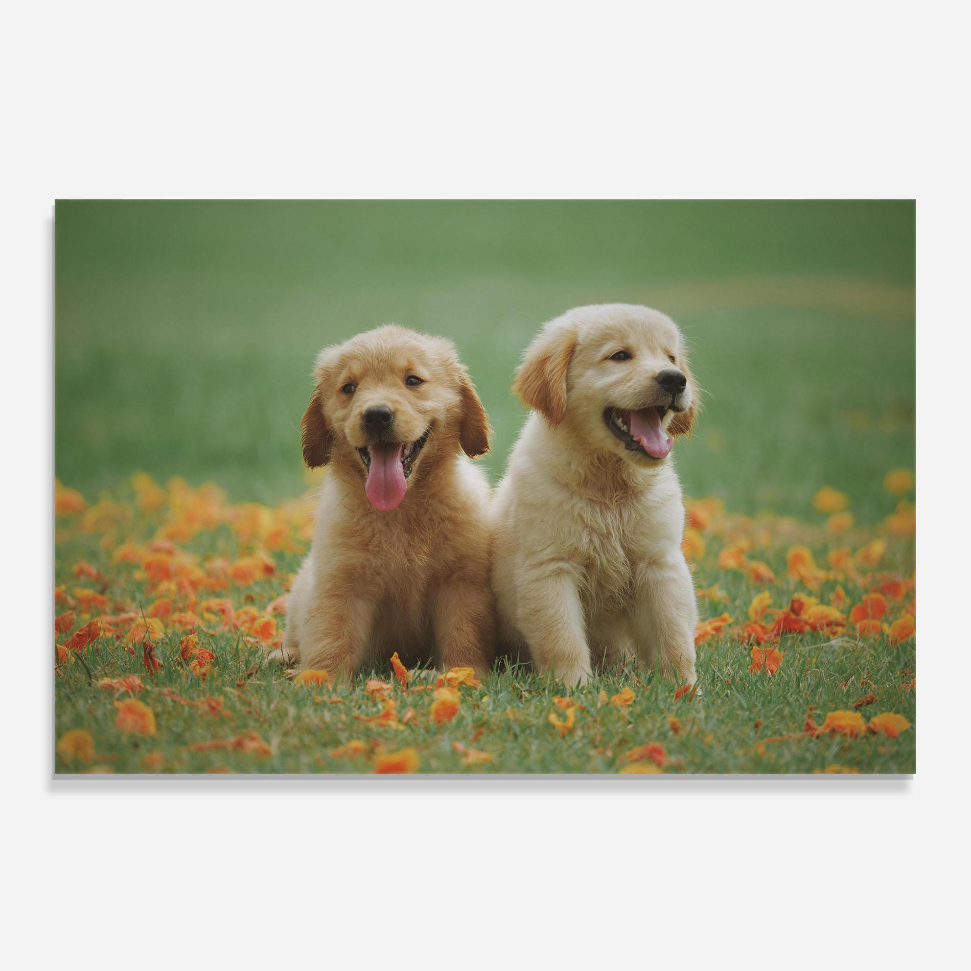 Panou Sticla Bucatarie Happy Dogs mockup 0
