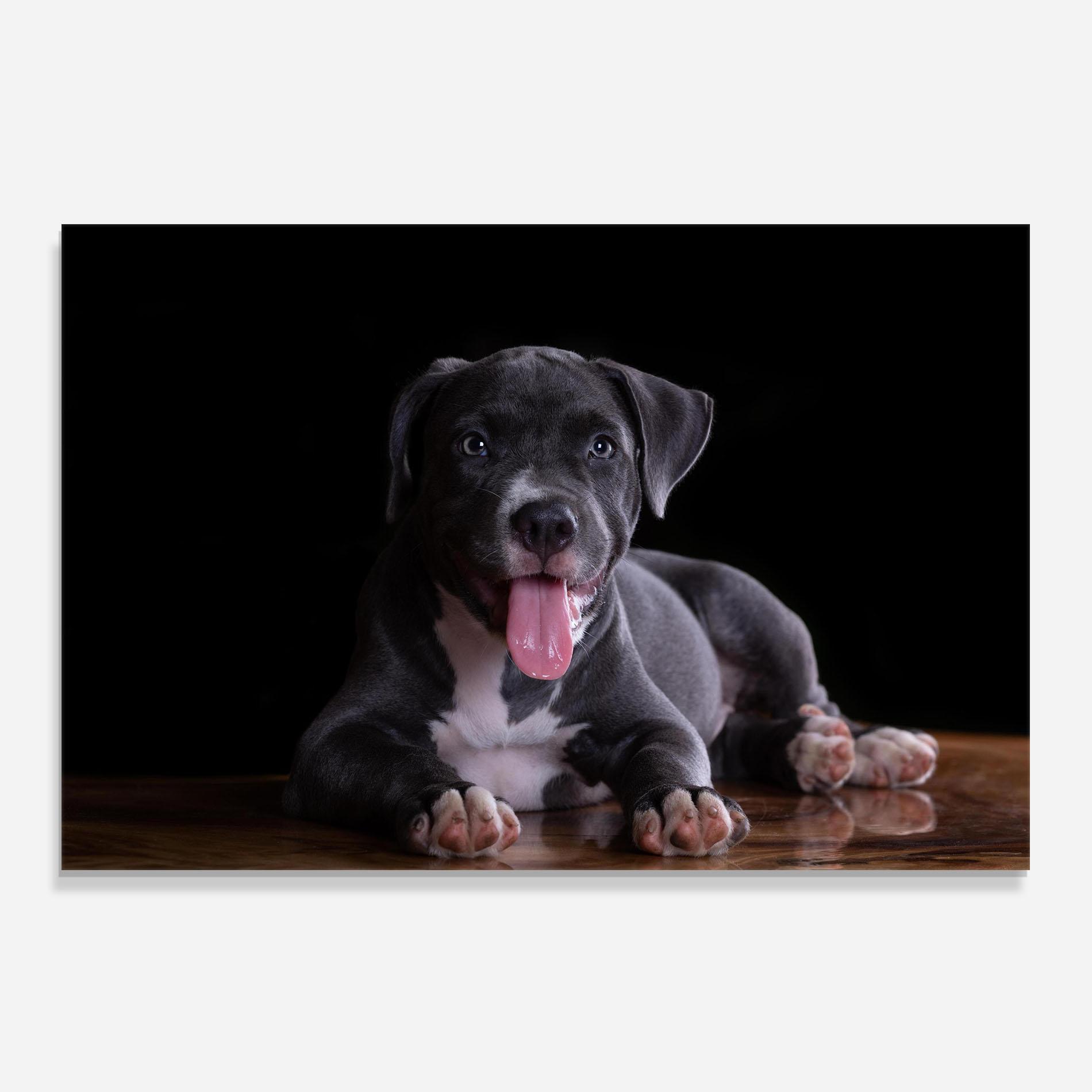 Panou Sticla Bucatarie Terrier Puppy mockup 0