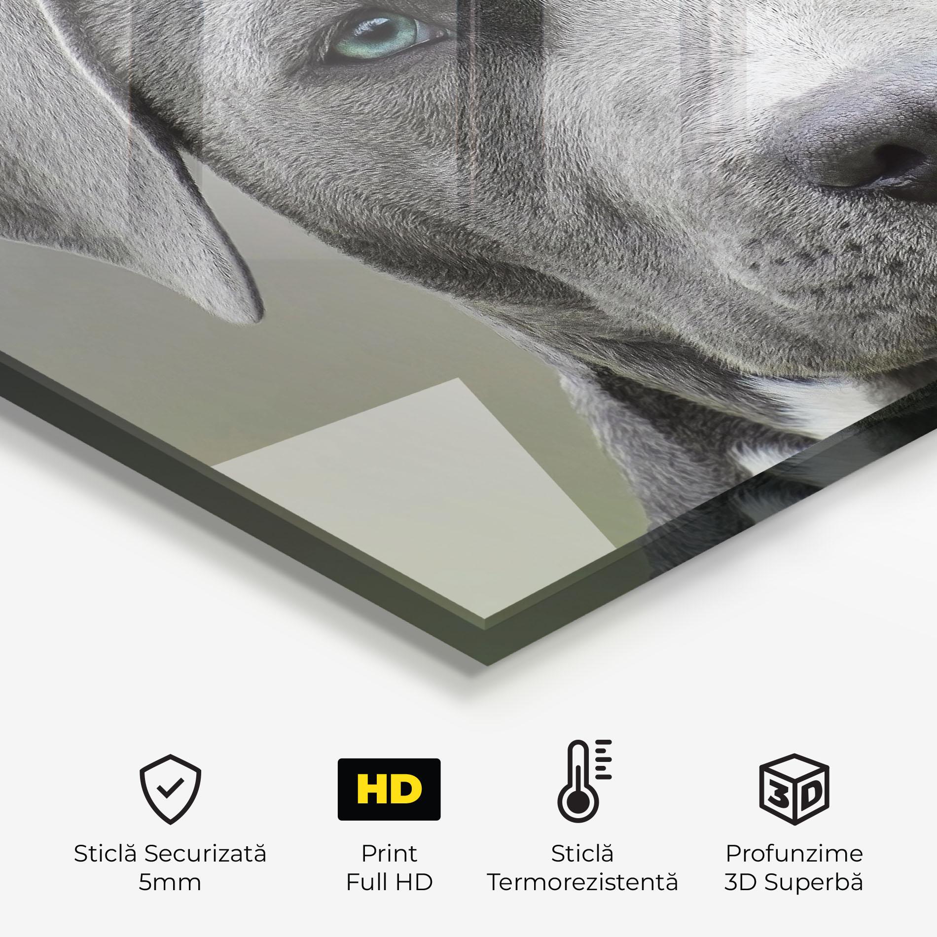 Panou Sticla Bucatarie Blue Eyes Dog mockup 2