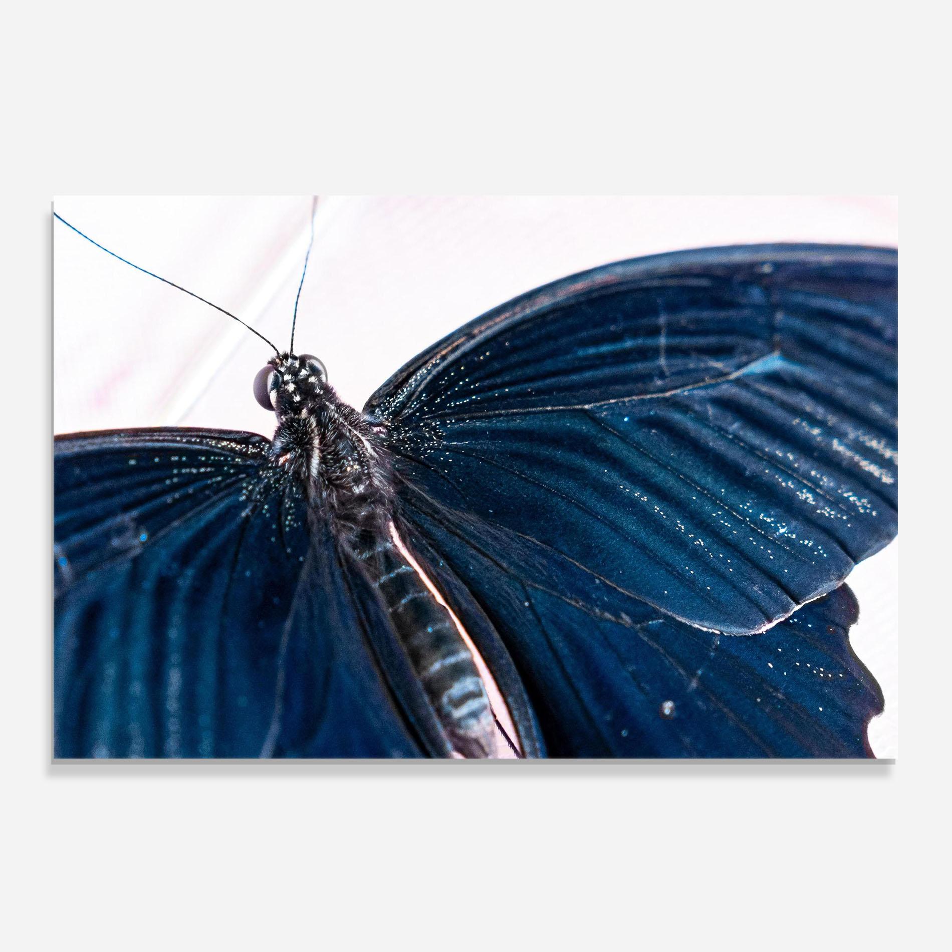 Panou Sticla Bucatarie Blue Butterfly mockup 0
