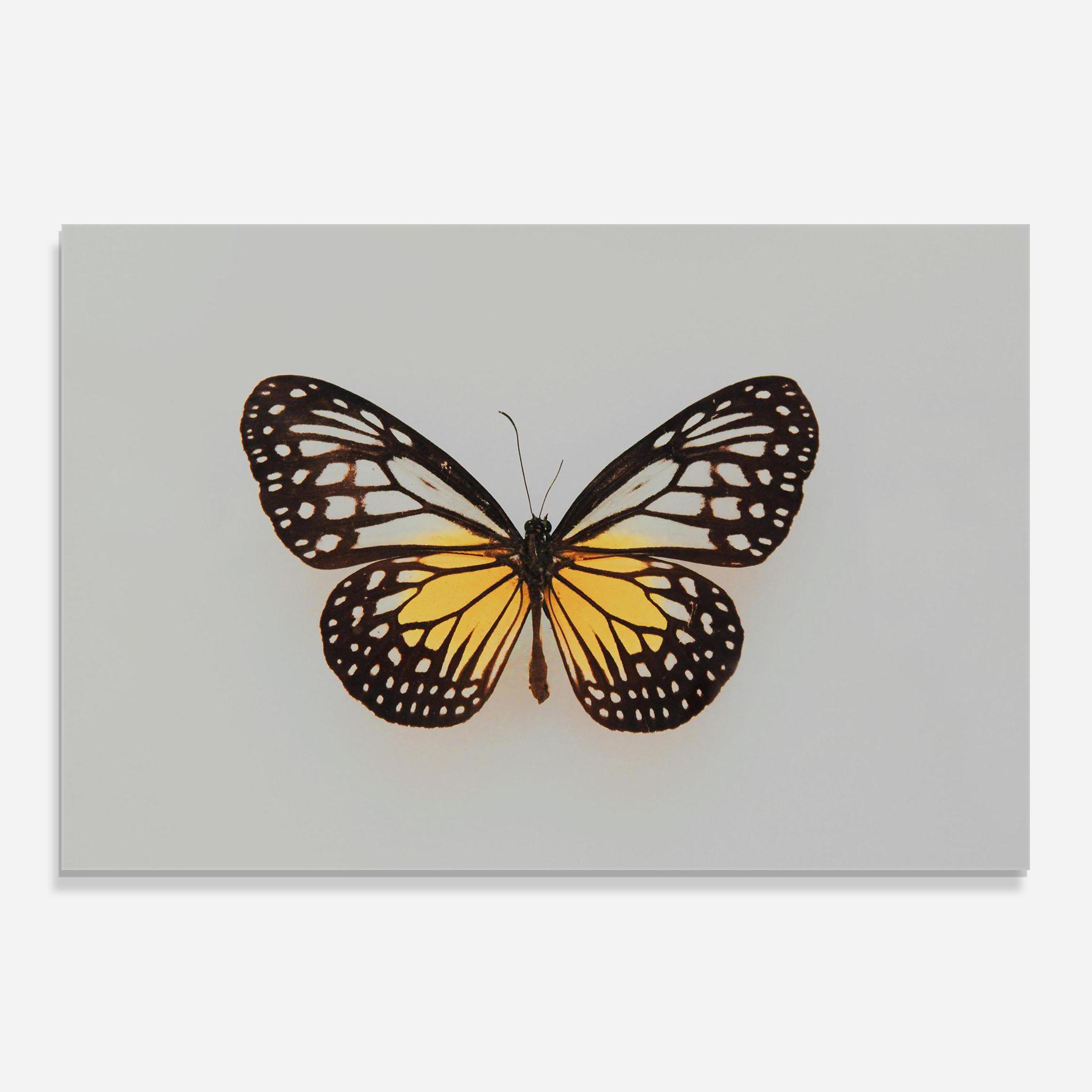 Panou Sticla Bucatarie Butterfly On Grey mockup 0