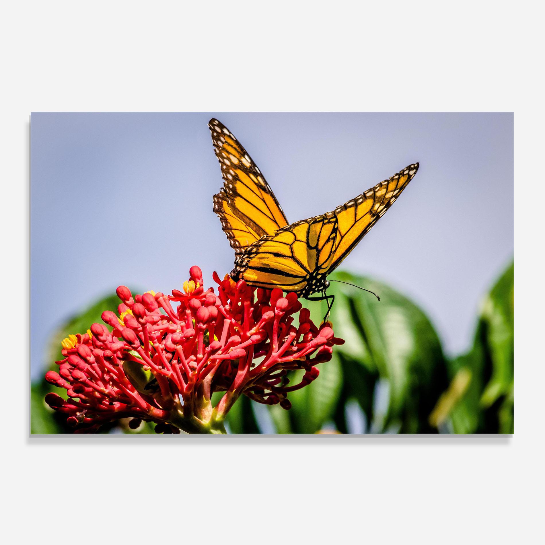 Panou Sticla Bucatarie Butterfly On Red Flower mockup 0