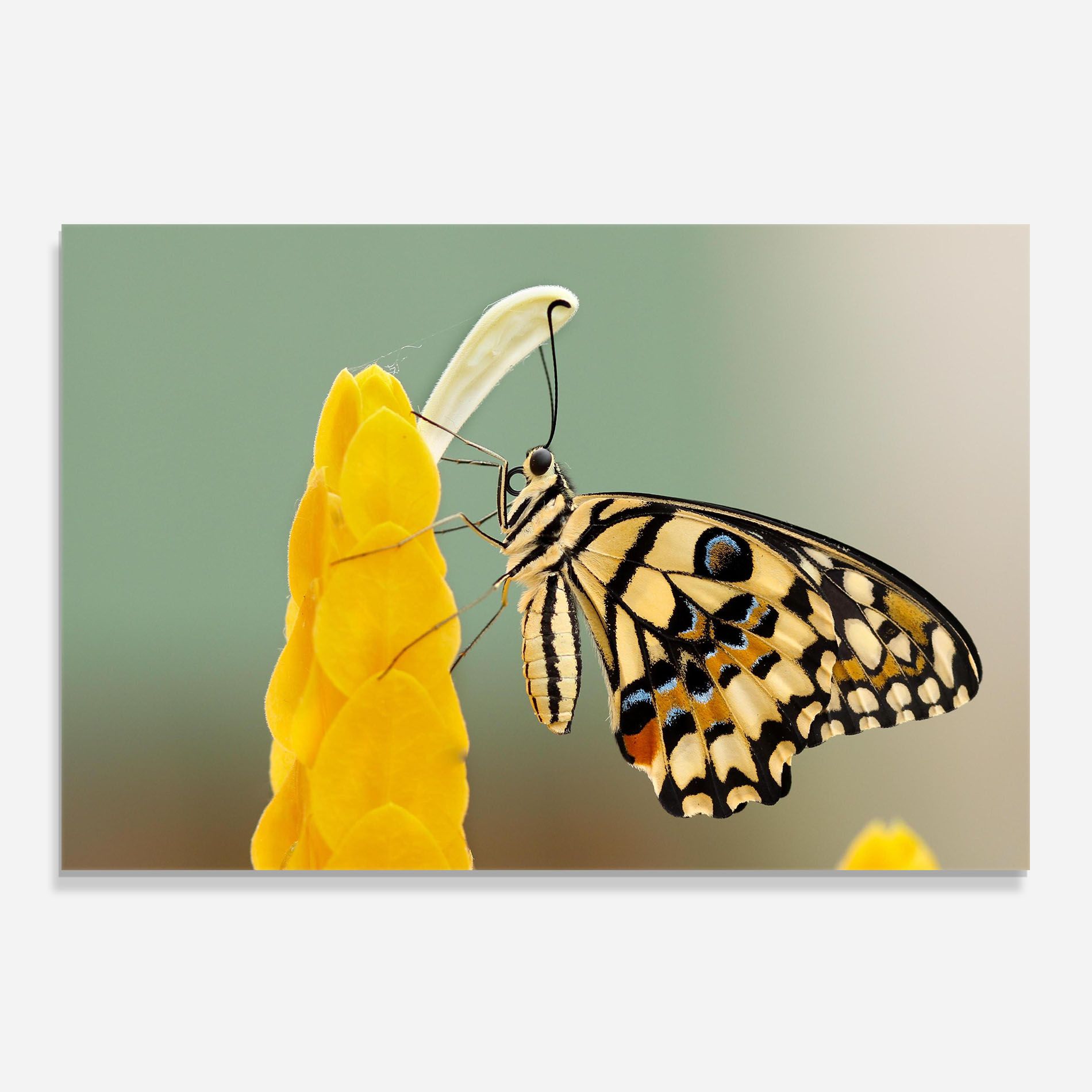 Cream Yellow Butterfly mockup 0