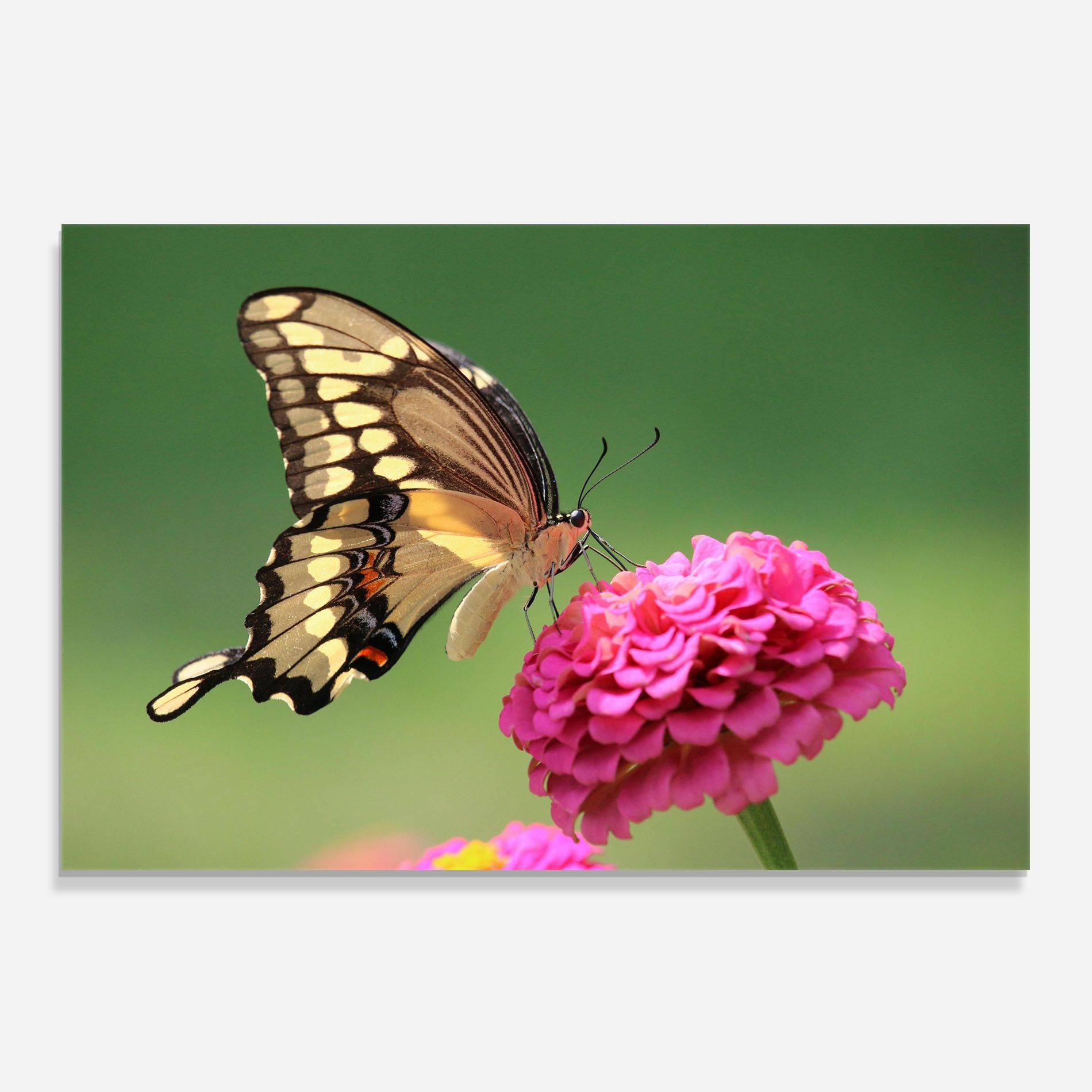 Cute Cream Butterfly mockup 0