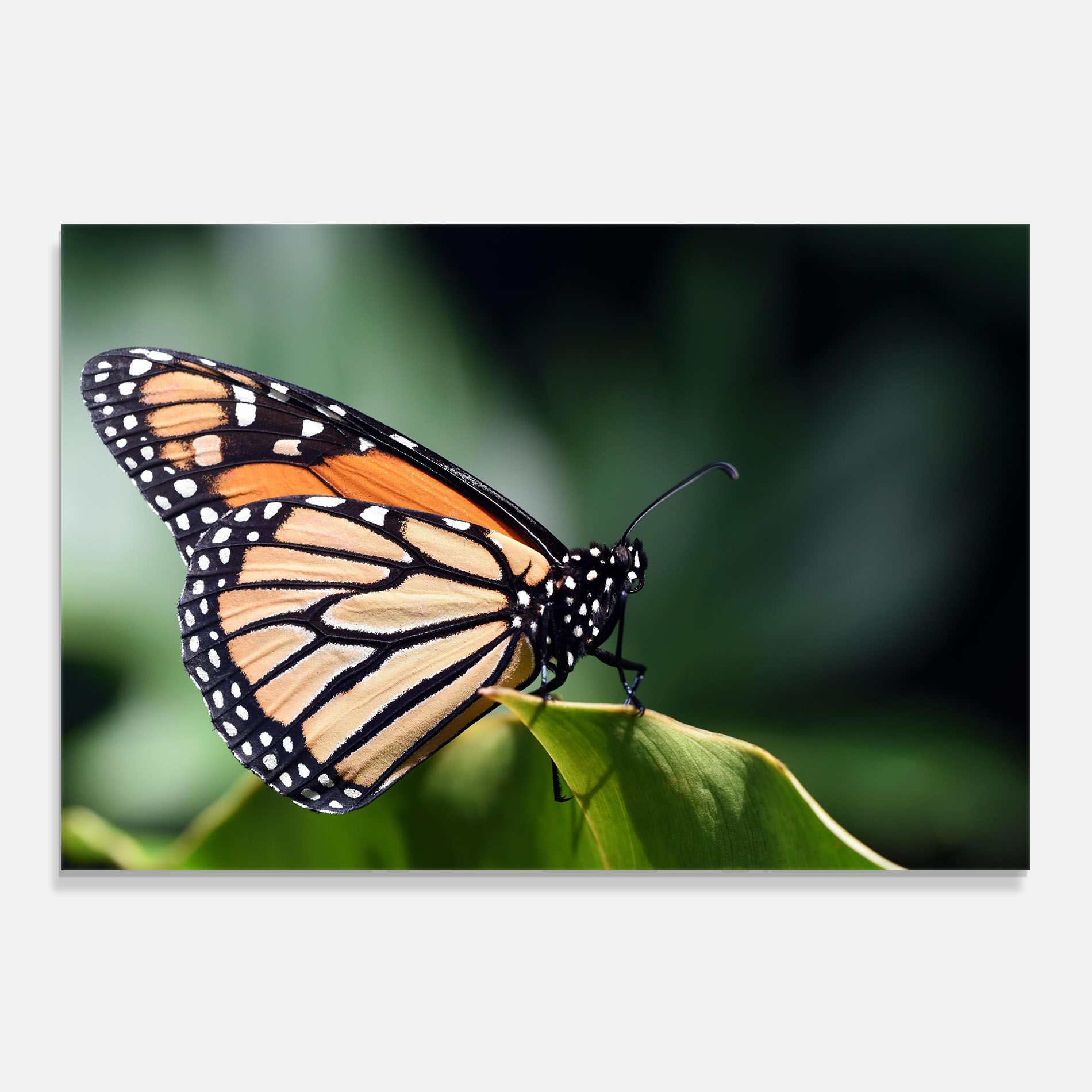 Light Orange Butterfly mockup 0