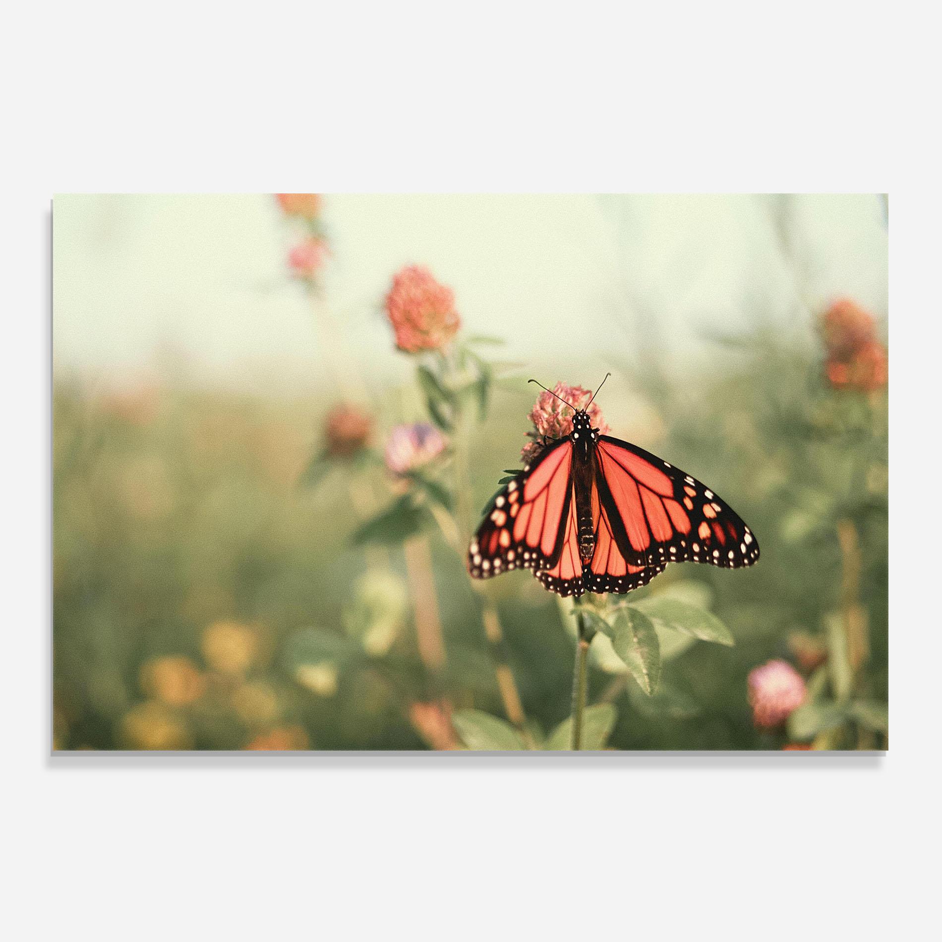 Panou Sticla Bucatarie Light Red Butterfly mockup 0