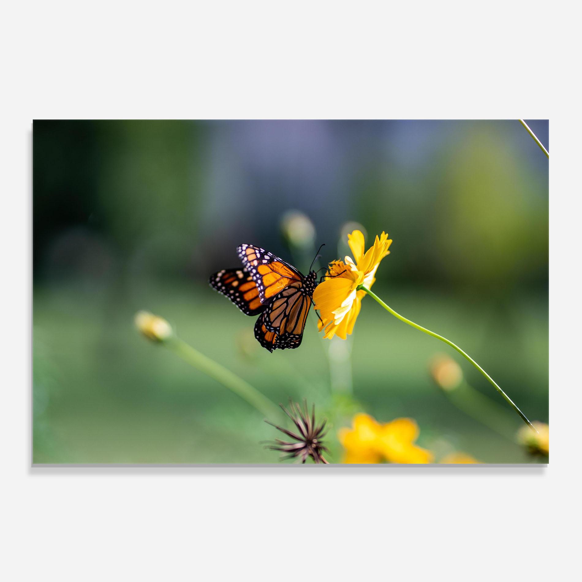 Panou Sticla Bucatarie Nice Orange Butterfly mockup 0