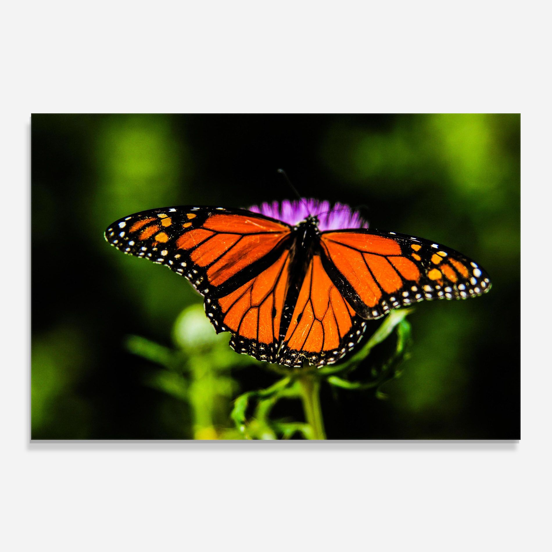 Orange Open Butterfly mockup 0