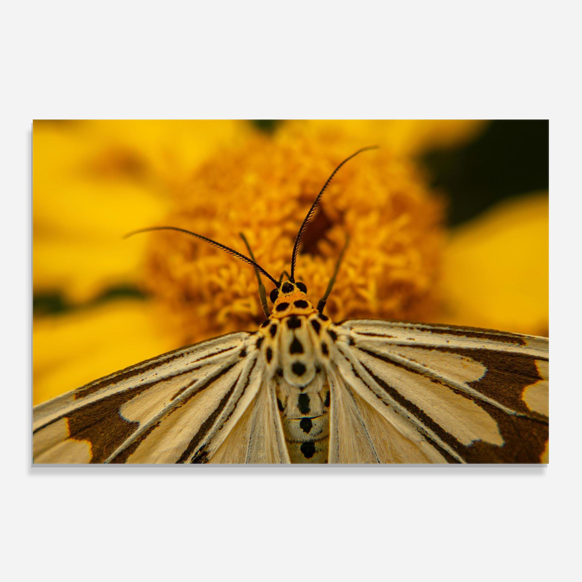 Panou Sticla Bucatarie Pollen Butterfly mockup 0