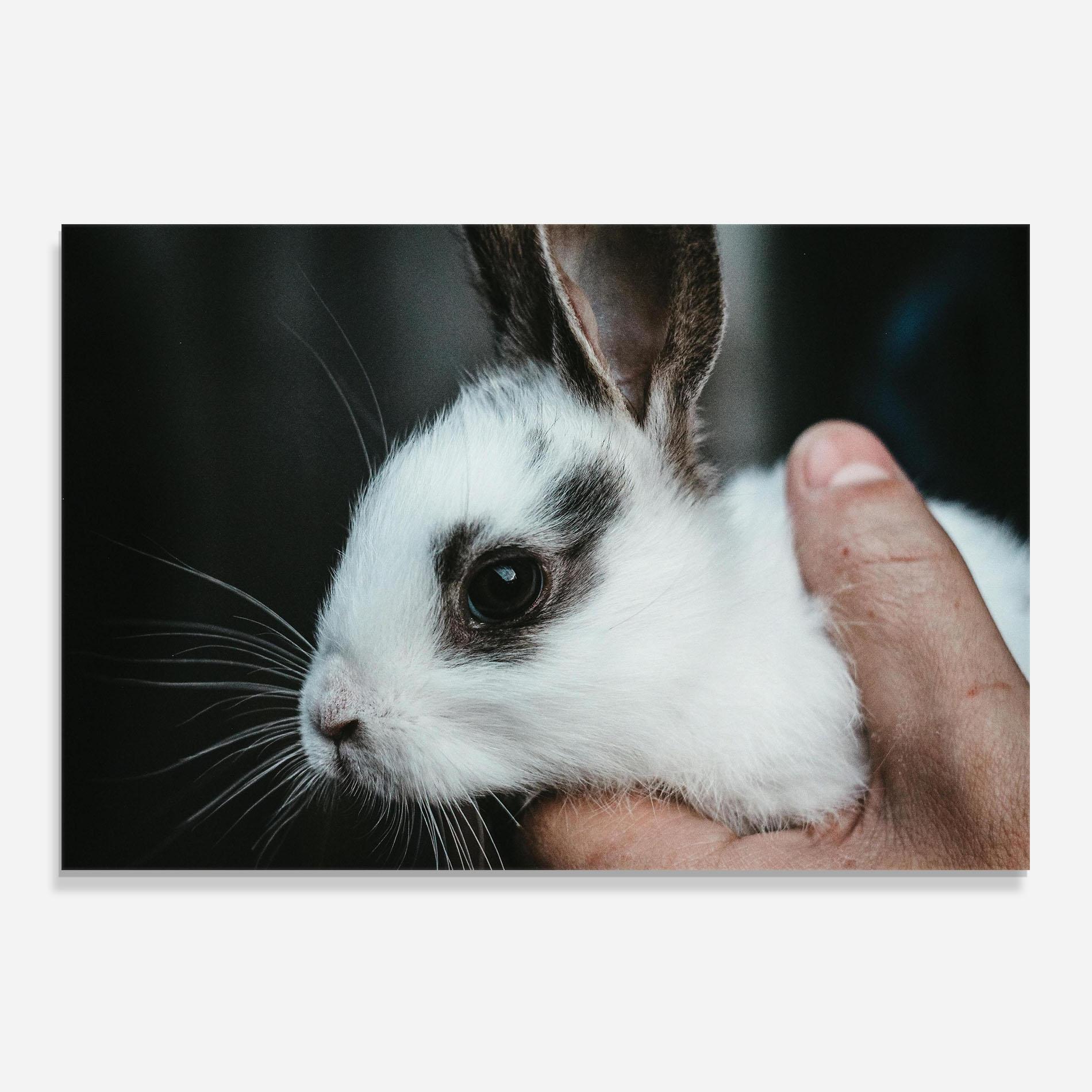 Panou Sticla Bucatarie Holding Cute Bunny mockup 0