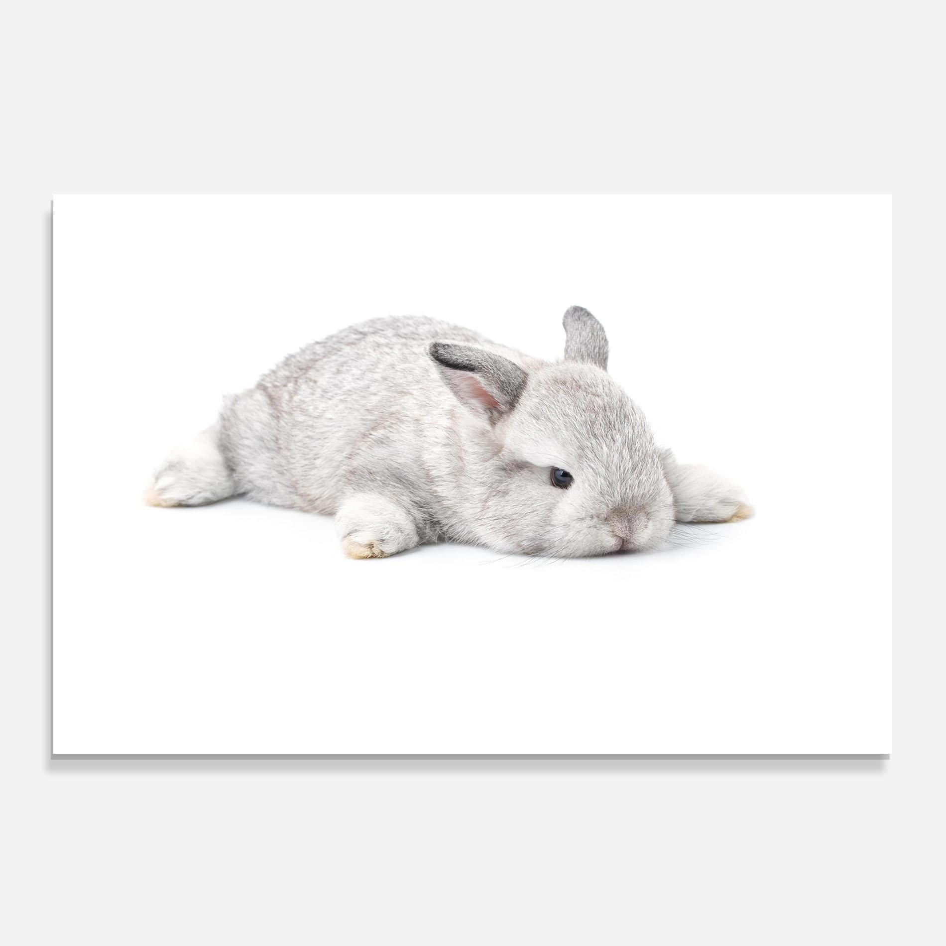 Panou Sticla Bucatarie Light Gray Bunny Sleeping mockup 0