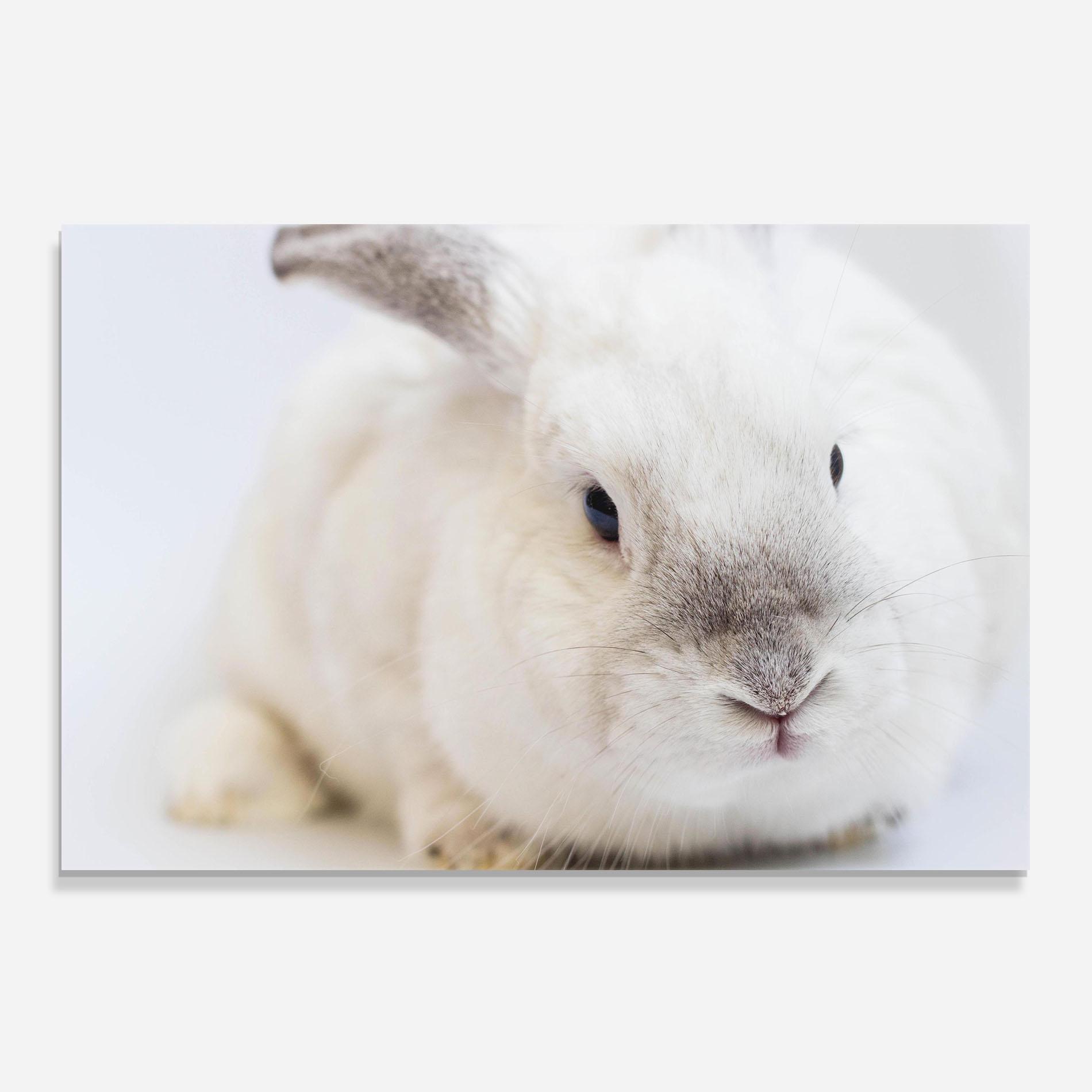 Panou Sticla Bucatarie Light Grey Bunny mockup 0