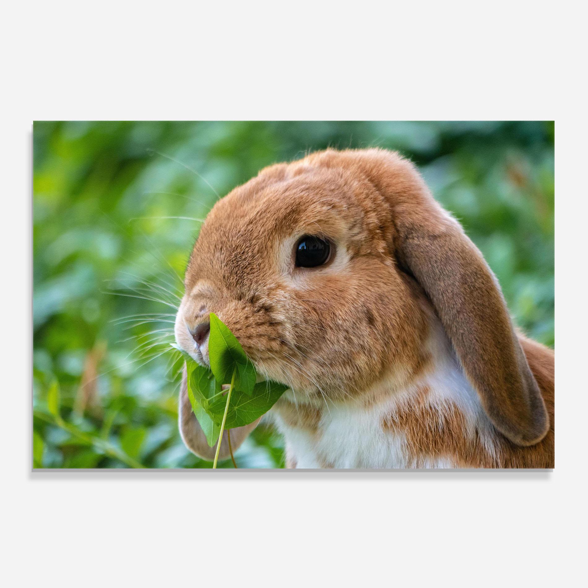 Panou Sticla Bucatarie Orange Bunny Eating mockup 0