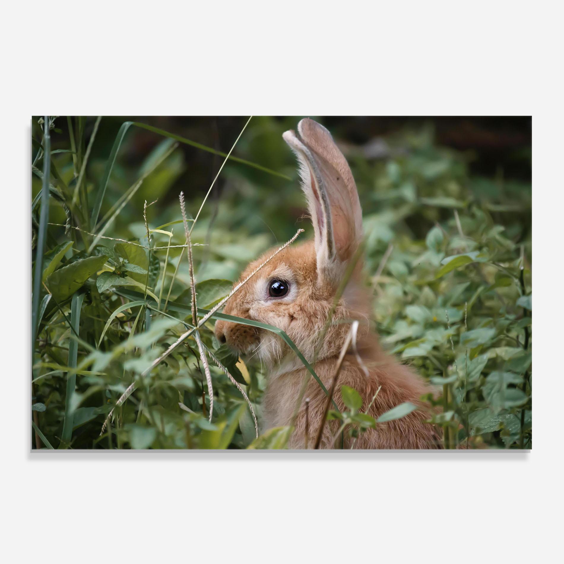 Panou Sticla Bucatarie Orange Bunny Hunting mockup 0