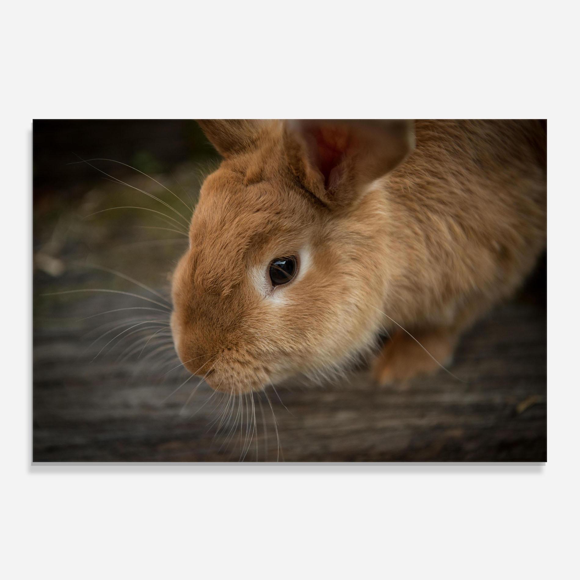 Panou Sticla Bucatarie Orange Bunny Looking mockup 0