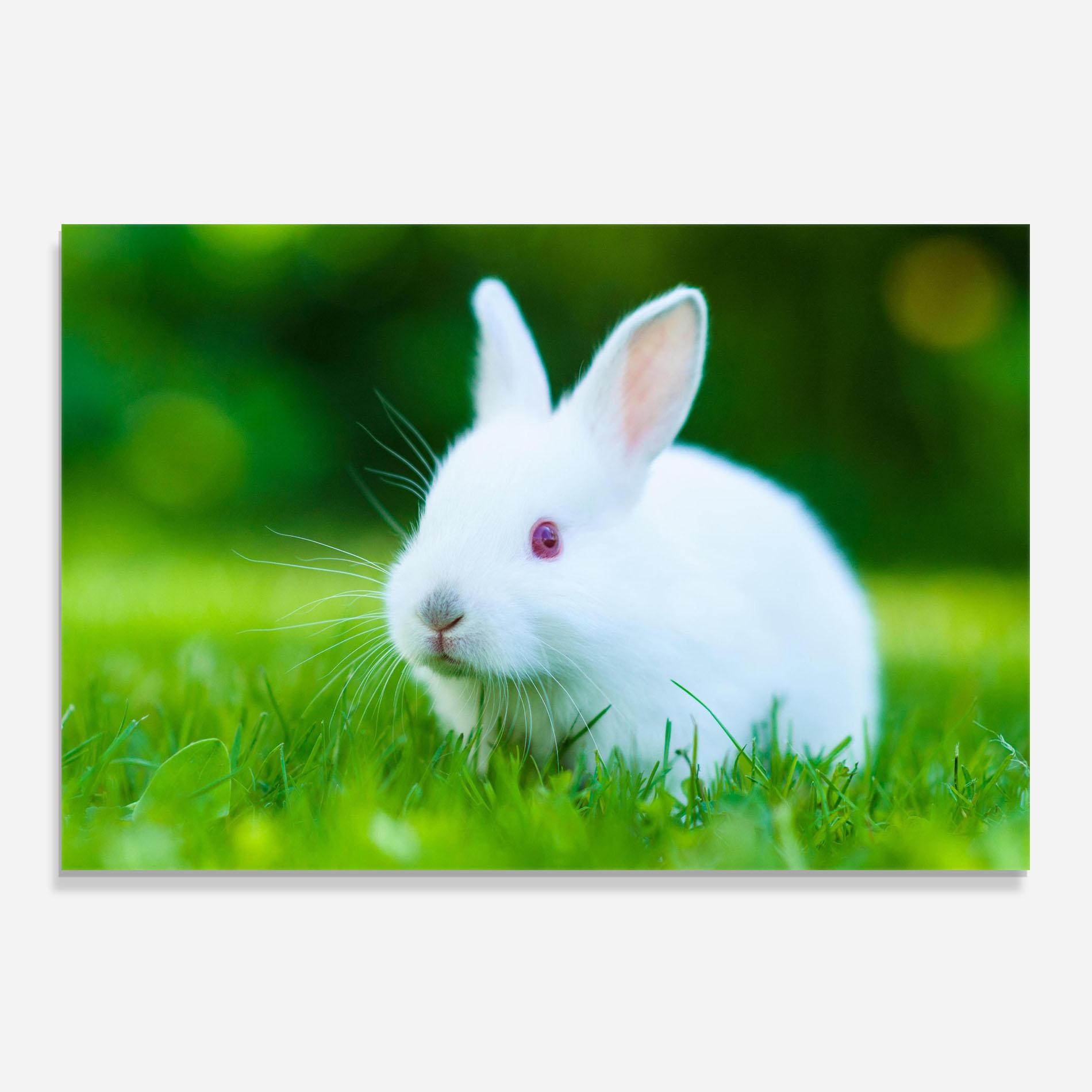 Panou Sticla Bucatarie Red Eye Bunny mockup 0