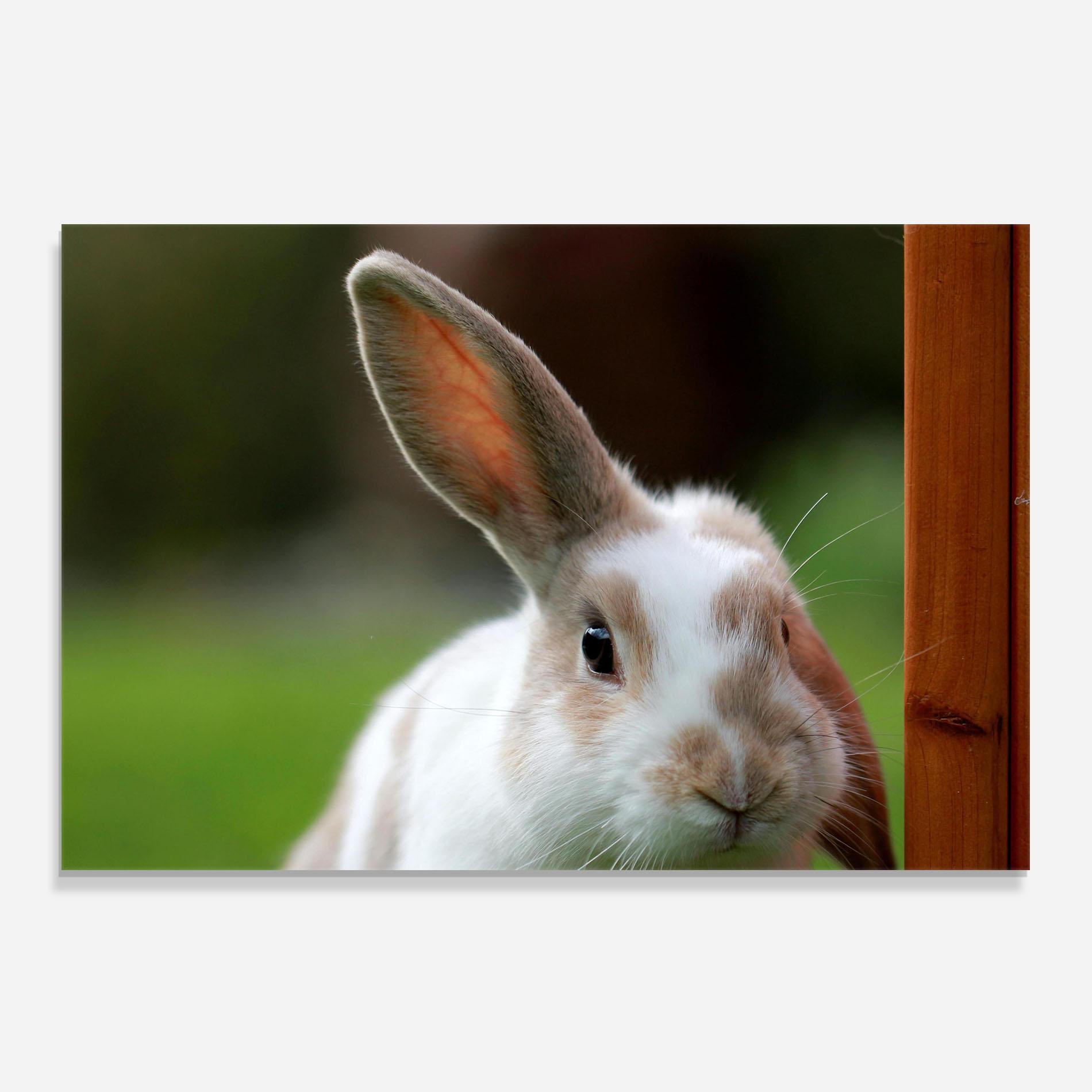 Panou Sticla Bucatarie Up Ear Bunny mockup 0