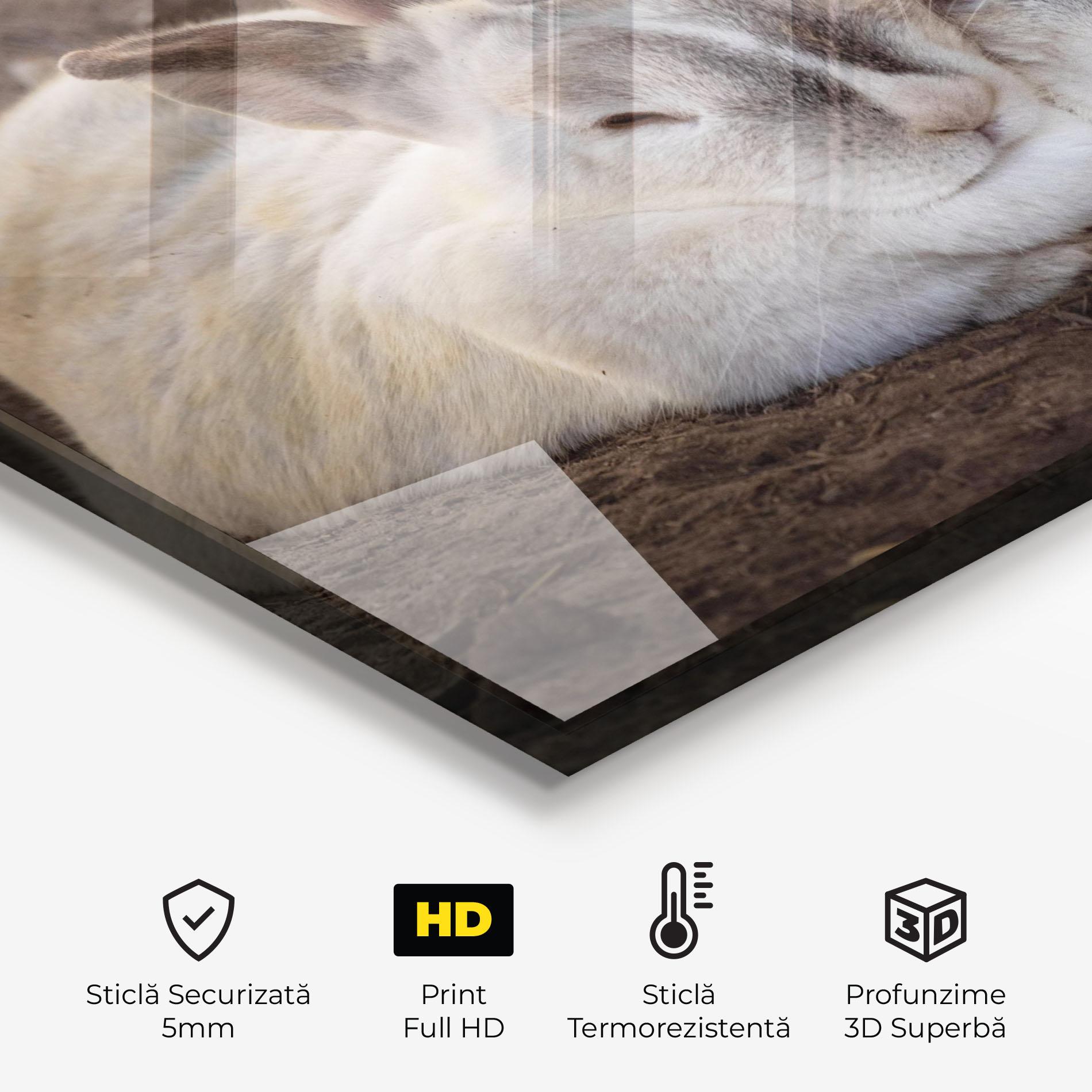 Panou Sticla Bucatarie Light Grey Bunny Sleeping mockup 2